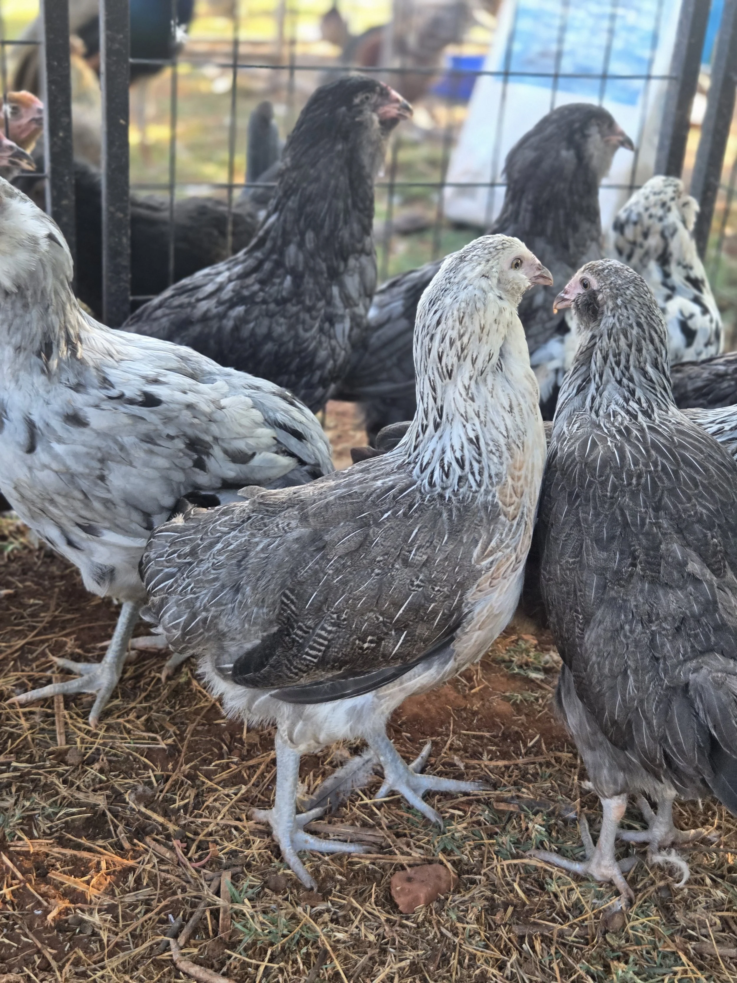 The 2026 ameraucana grow outs
