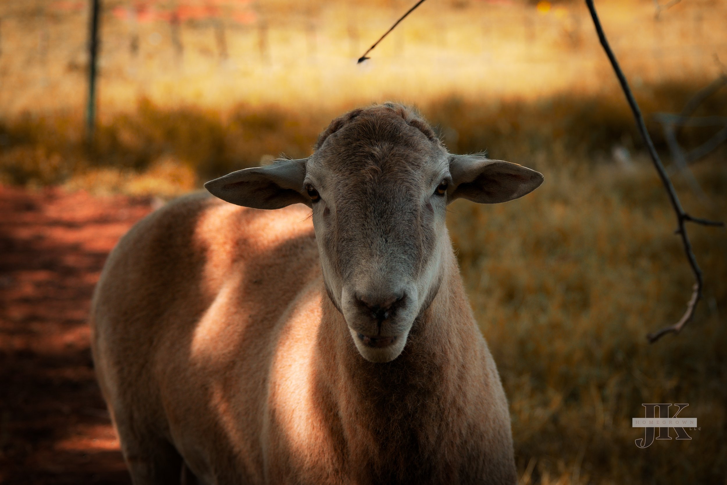 Roosevelt - Katahdin cross ram