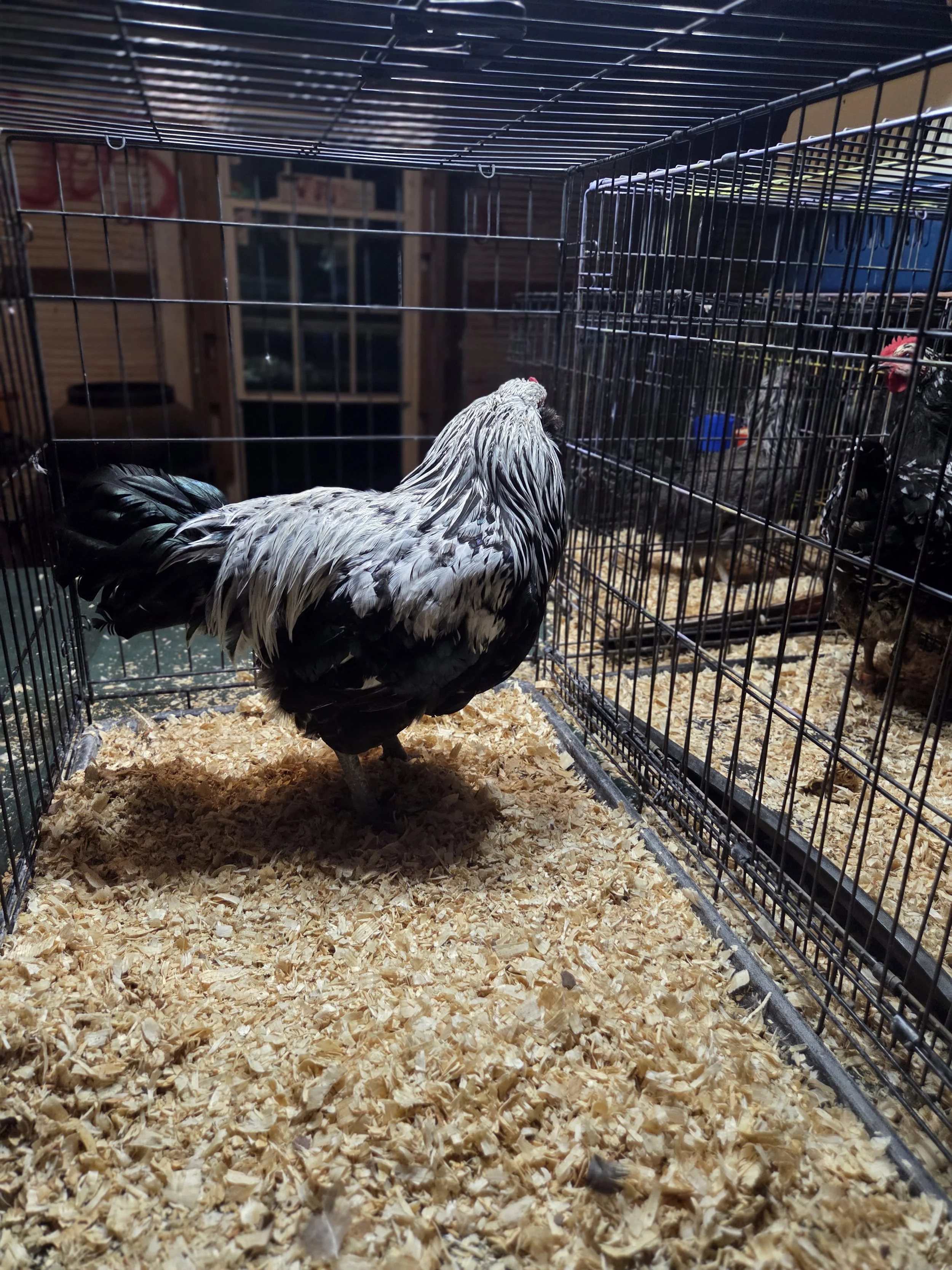 A Cock bird in conditioning for my first show
