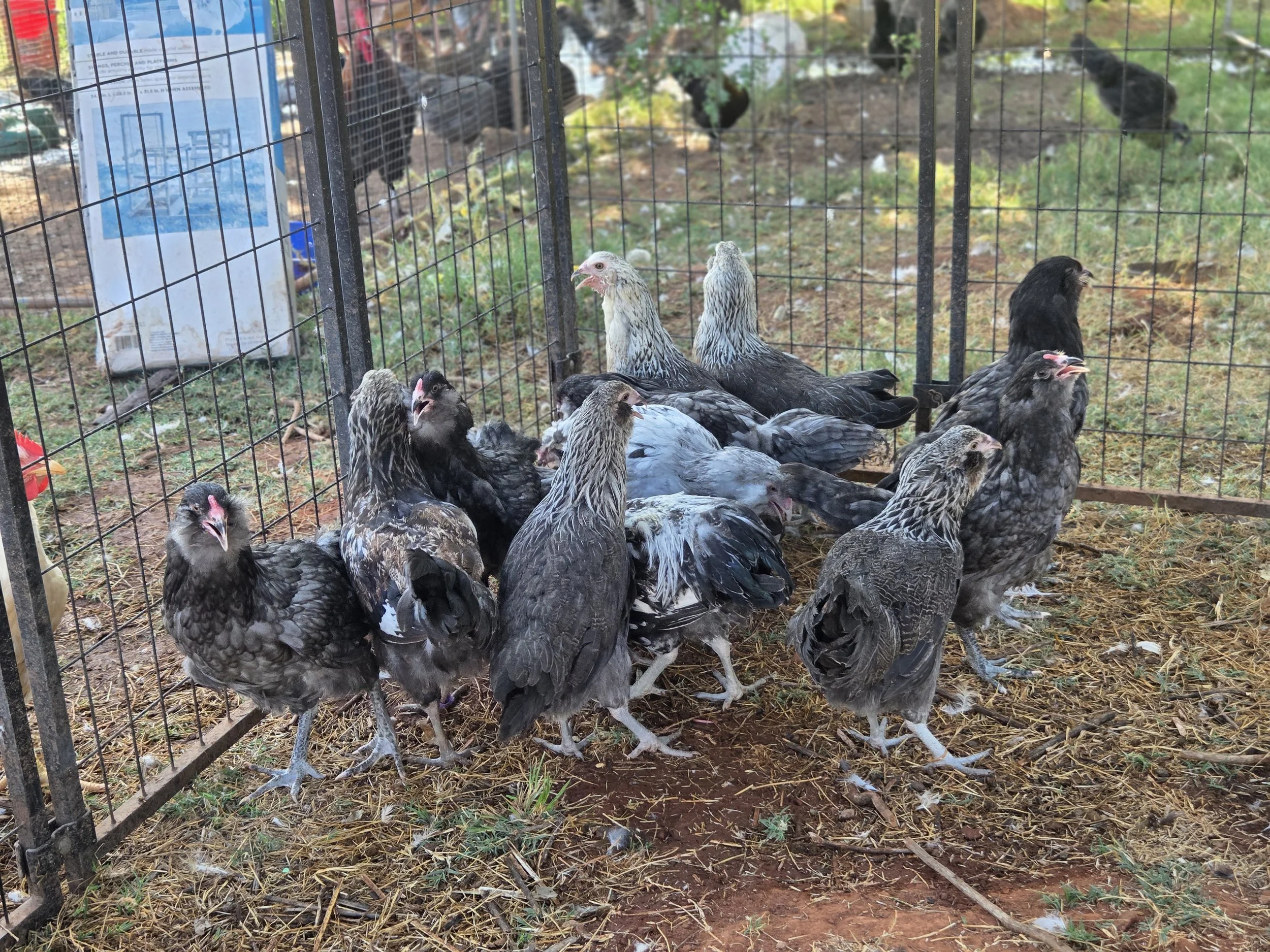 The 2026 ameraucana grow outs