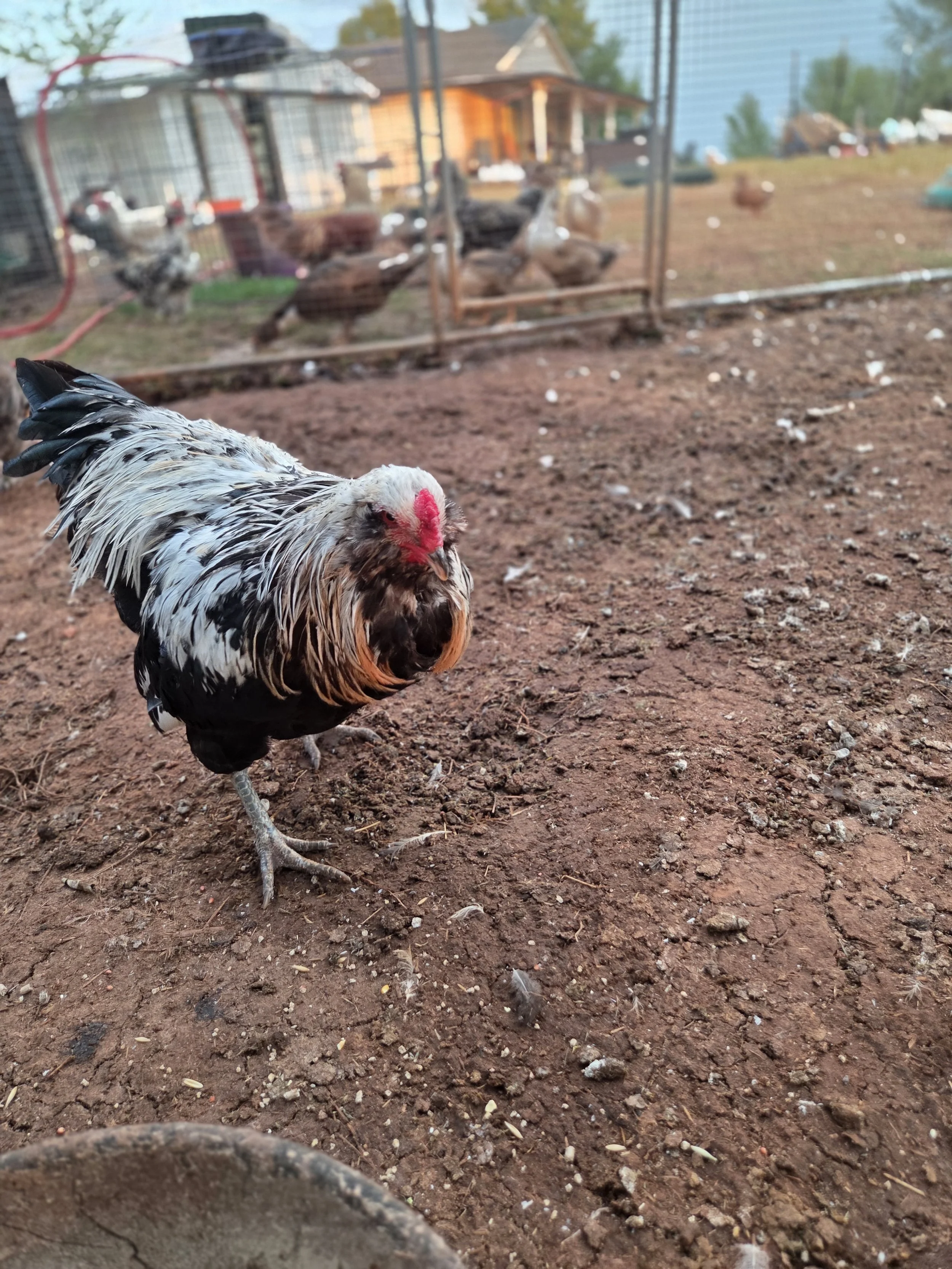 The Fall/Winter 2026 breeding cock