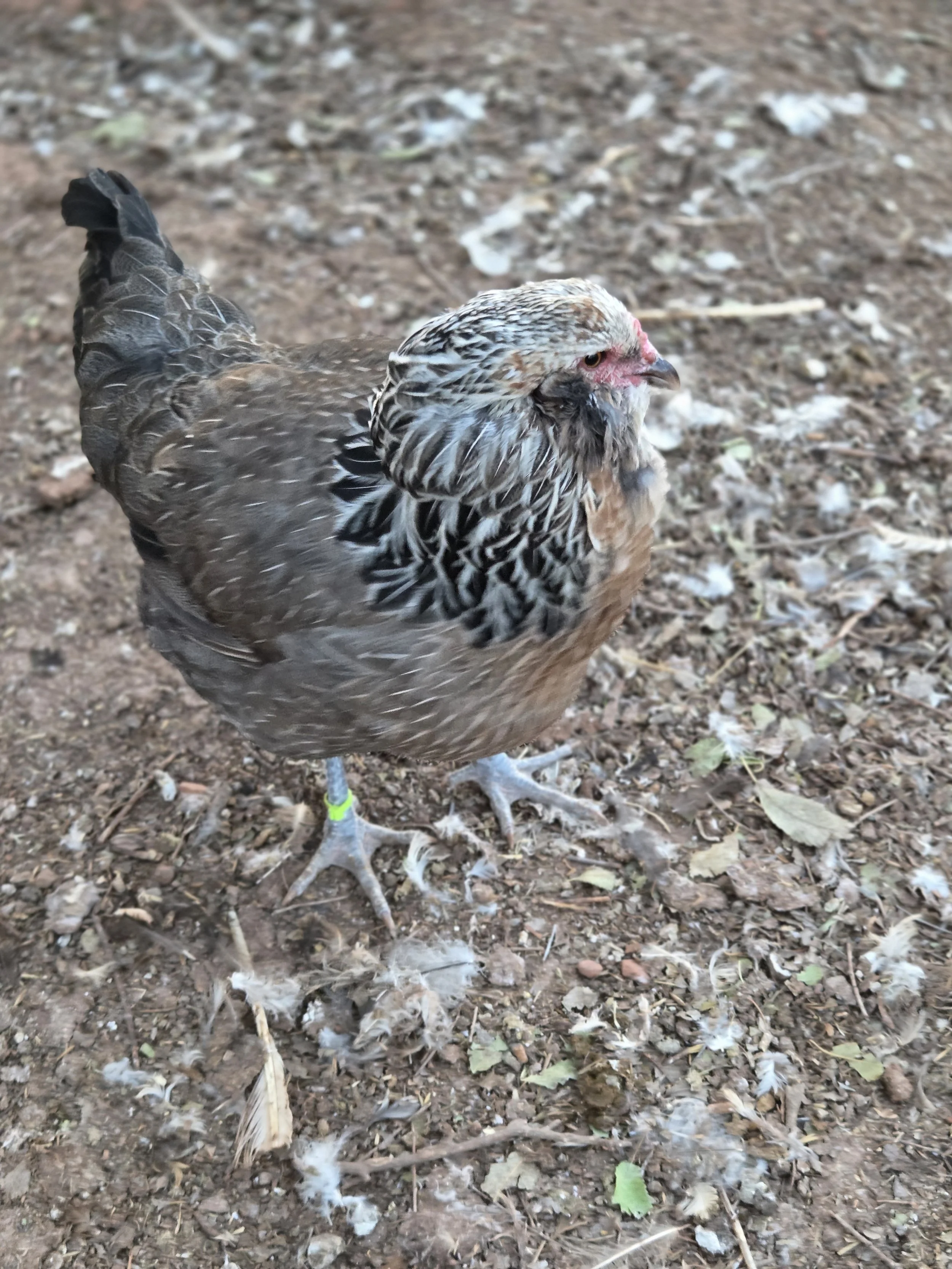 Silver hen 2025