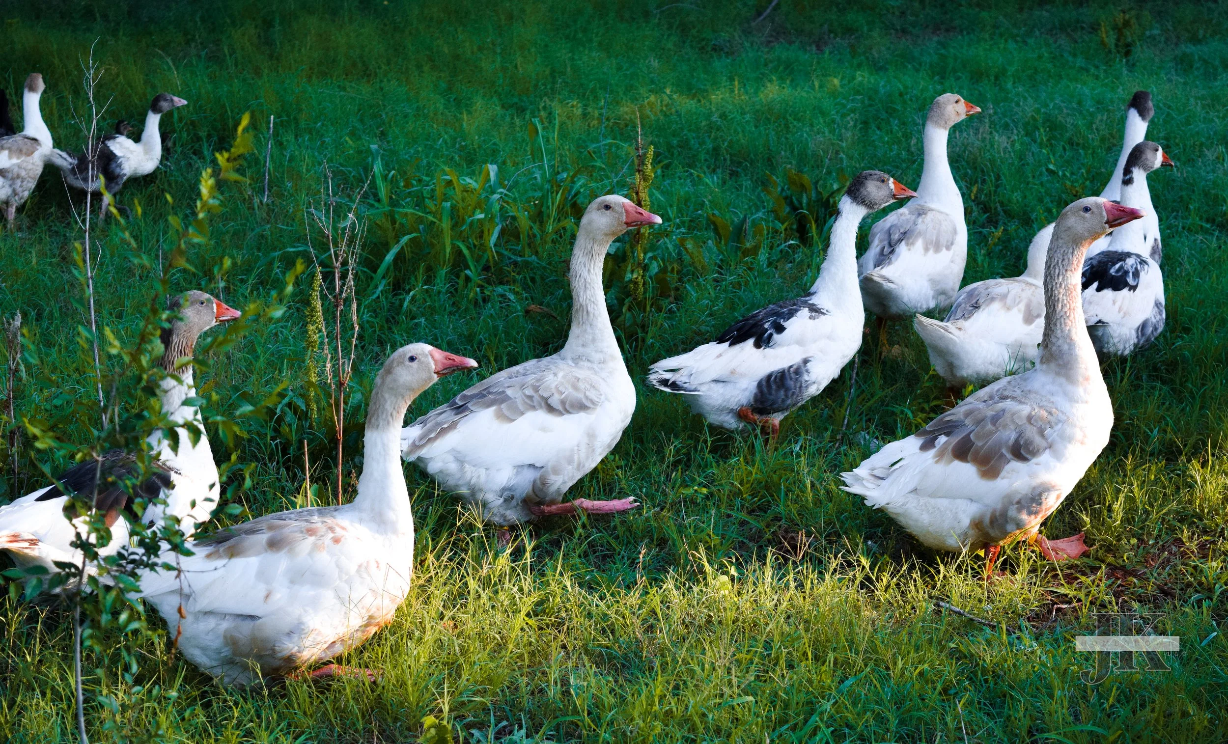 Pomeranian Geese