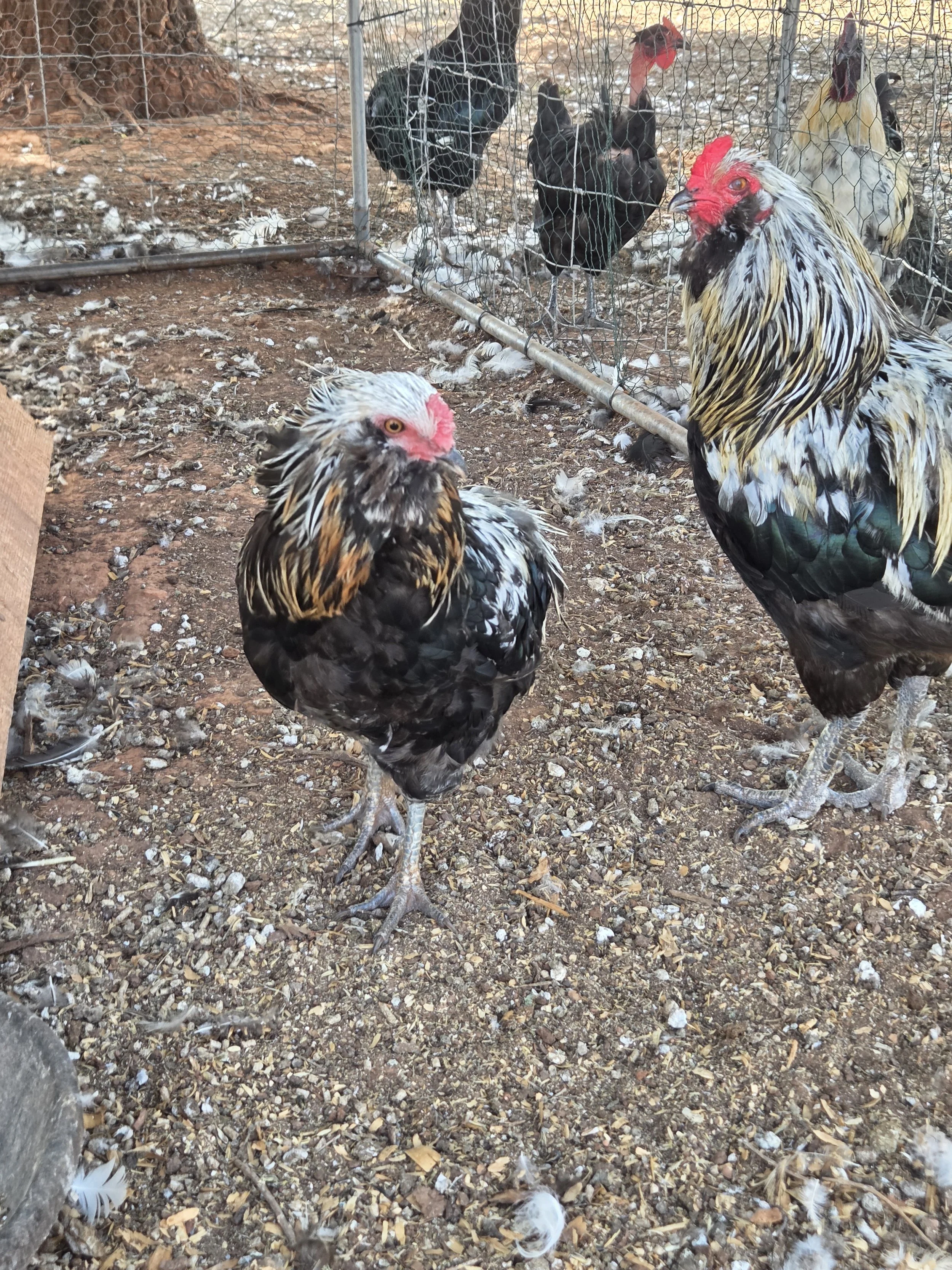 This is the bottom of the pecking order cock