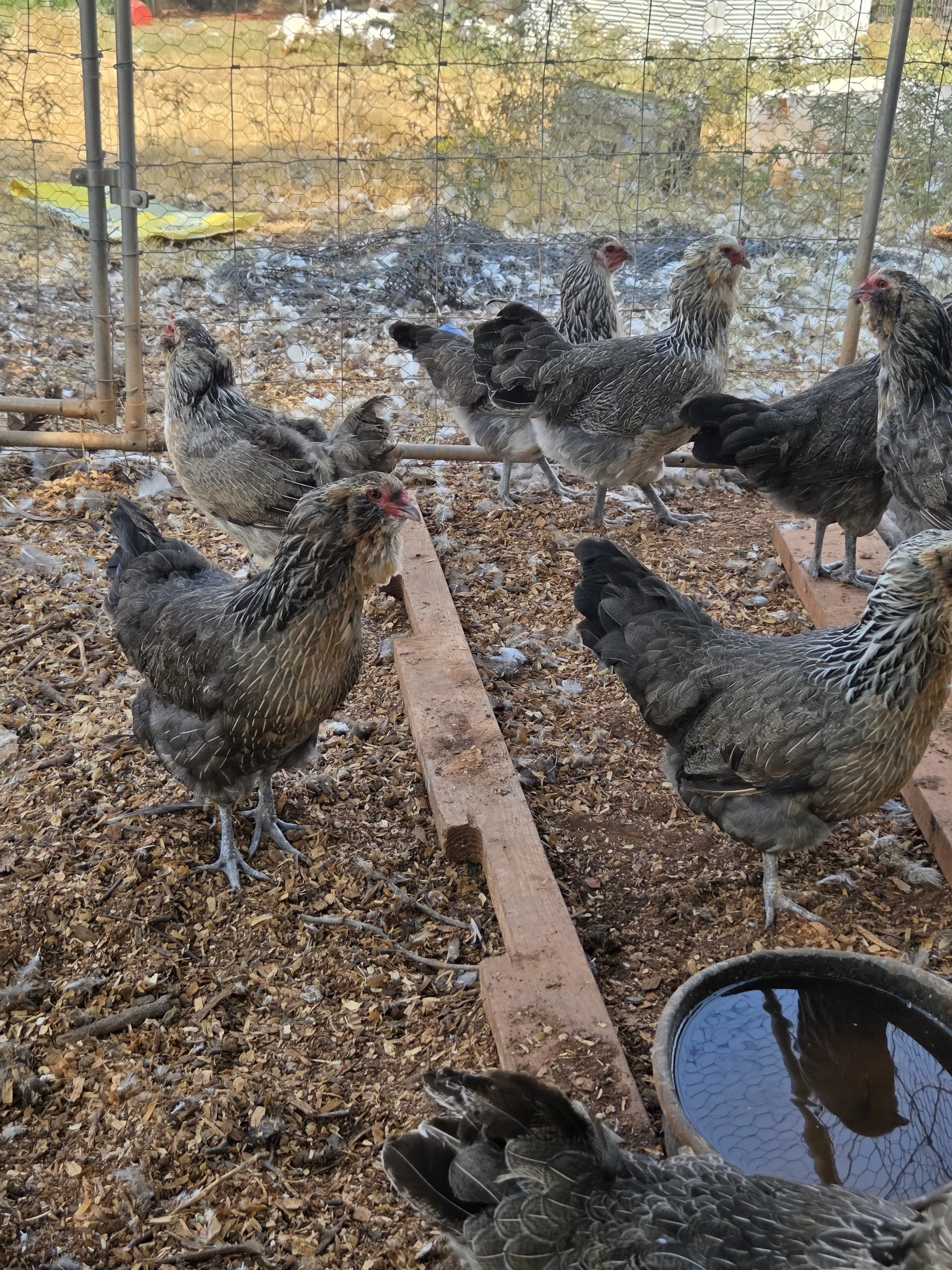 These girls molted in well.