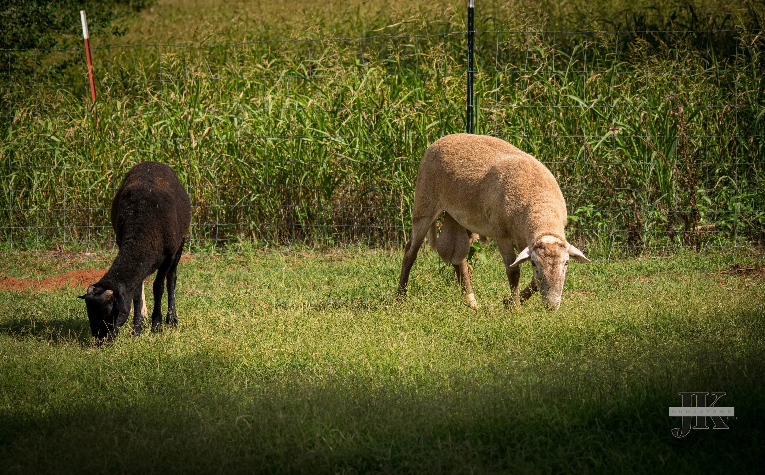 DSC_0078.jpg