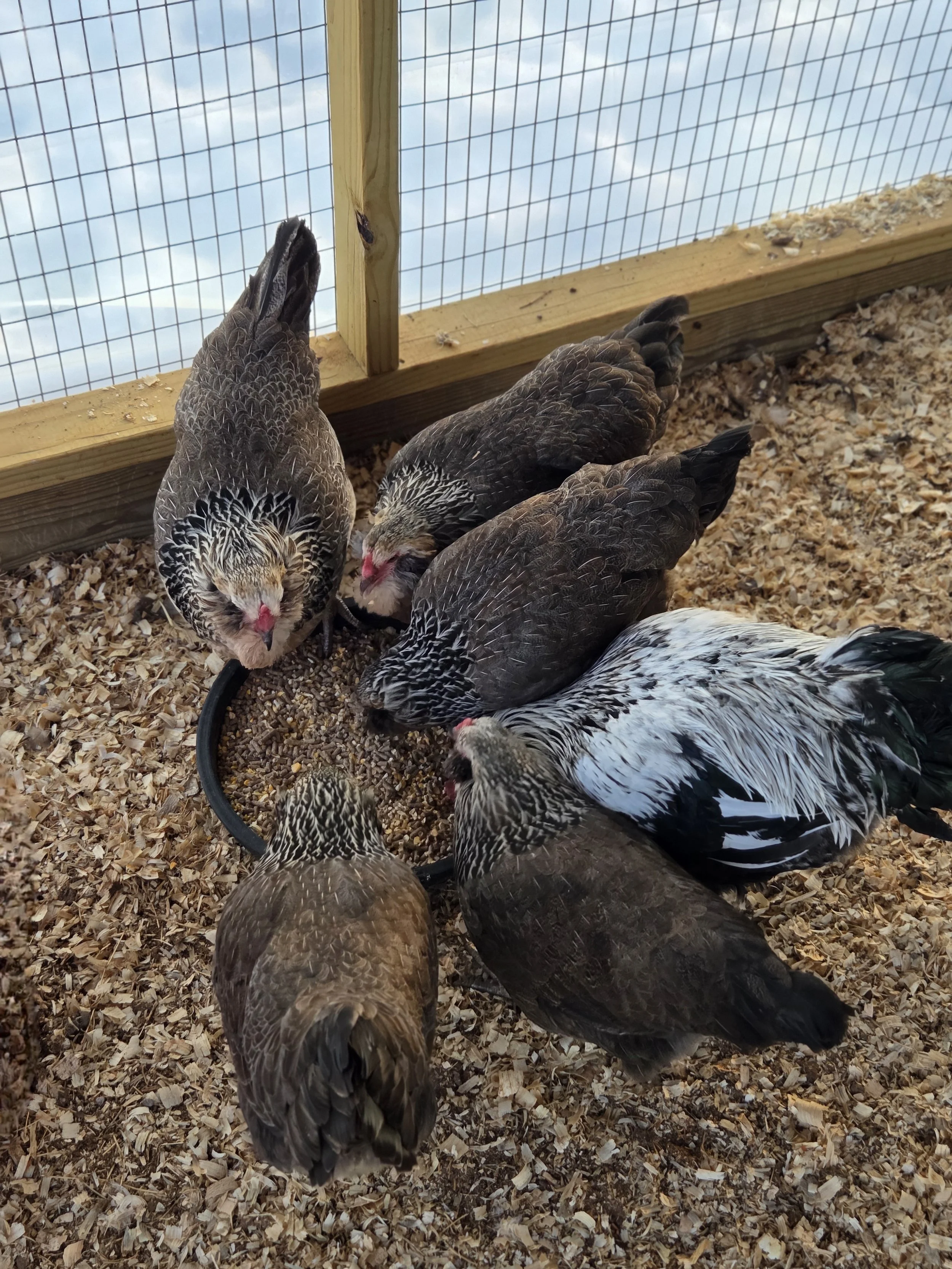 Orion's Flock 2025