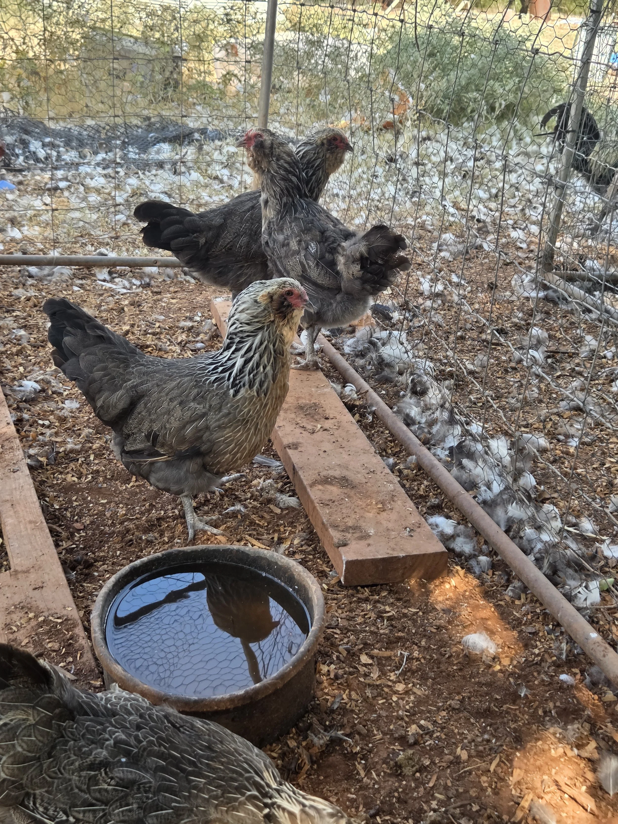 Steve picked this hen to take to the show, unfortunately she has a small infection from a rub wound