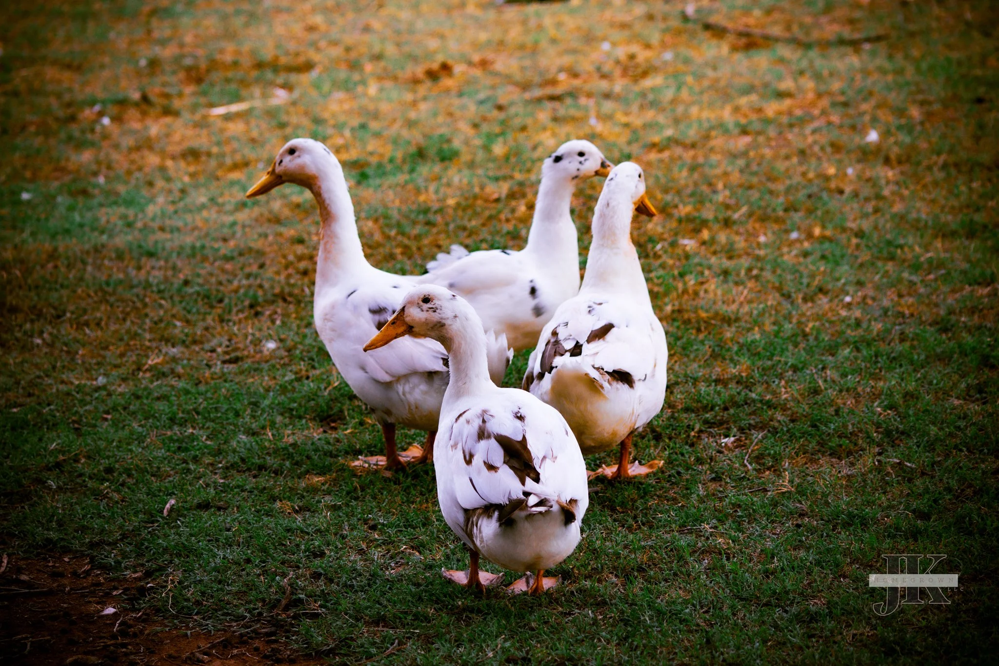 Ancona ducks