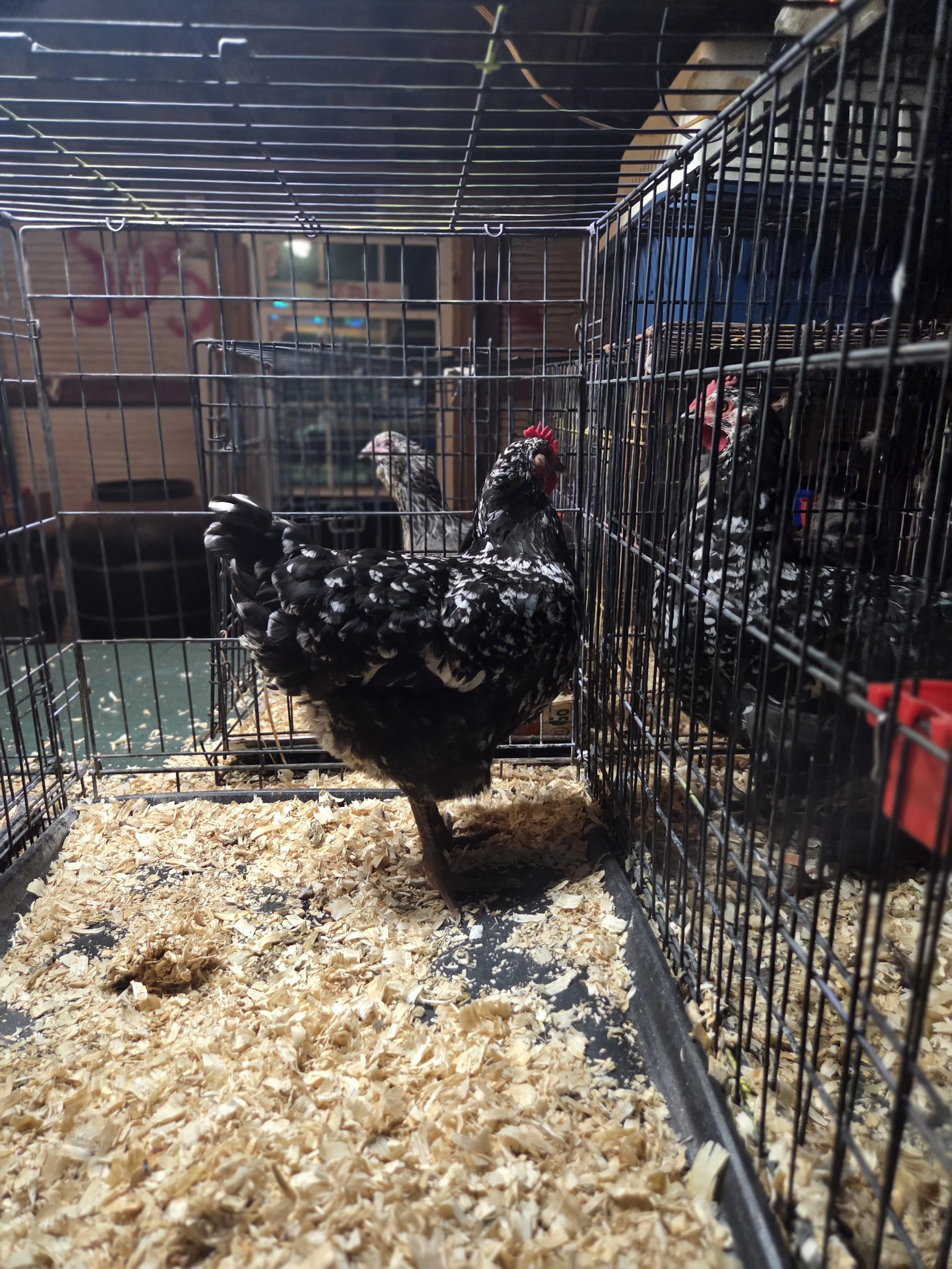Mottled Java Hen A
