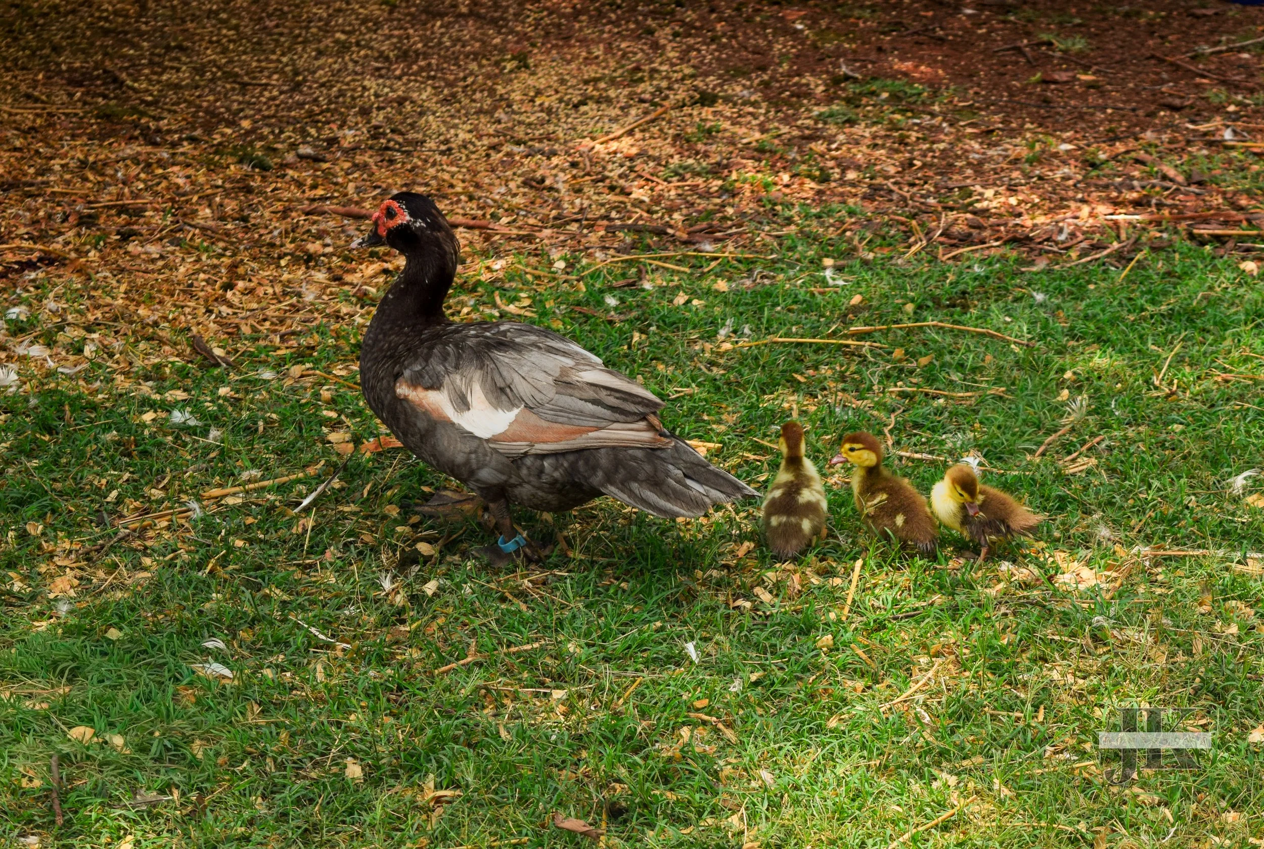 DSC_0179.jpg