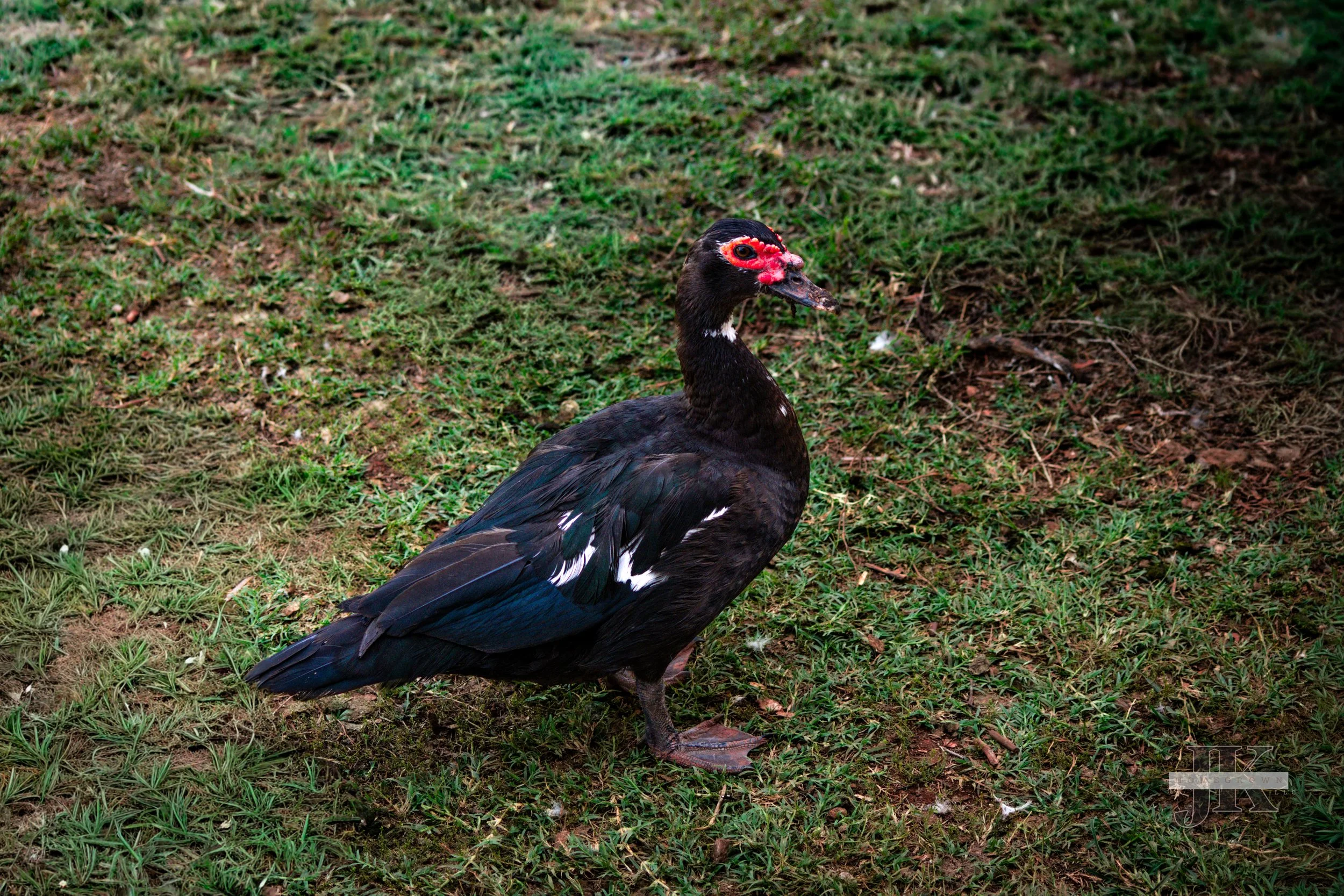 DSC_0025.jpg