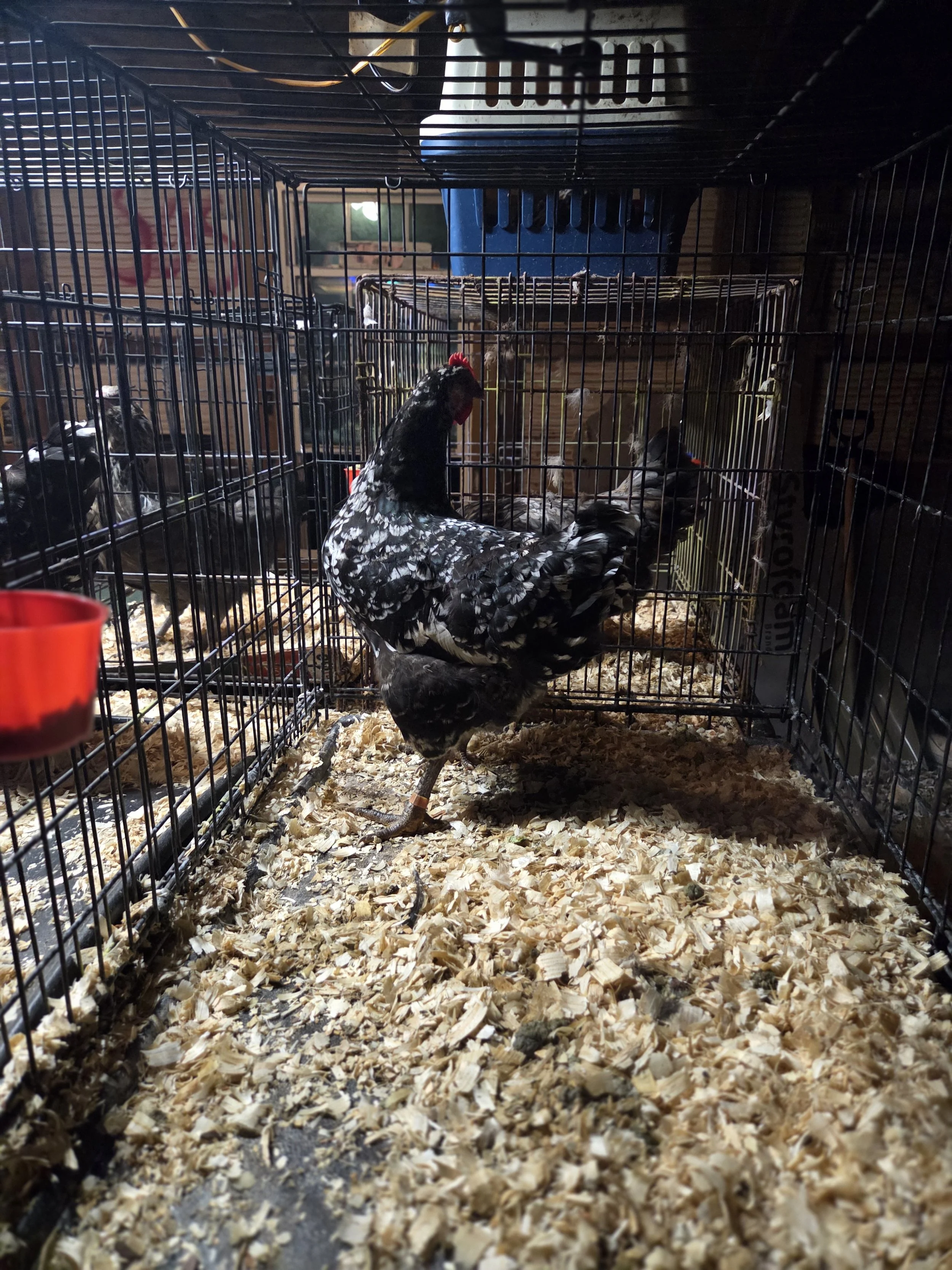 Mottled Java Hen B