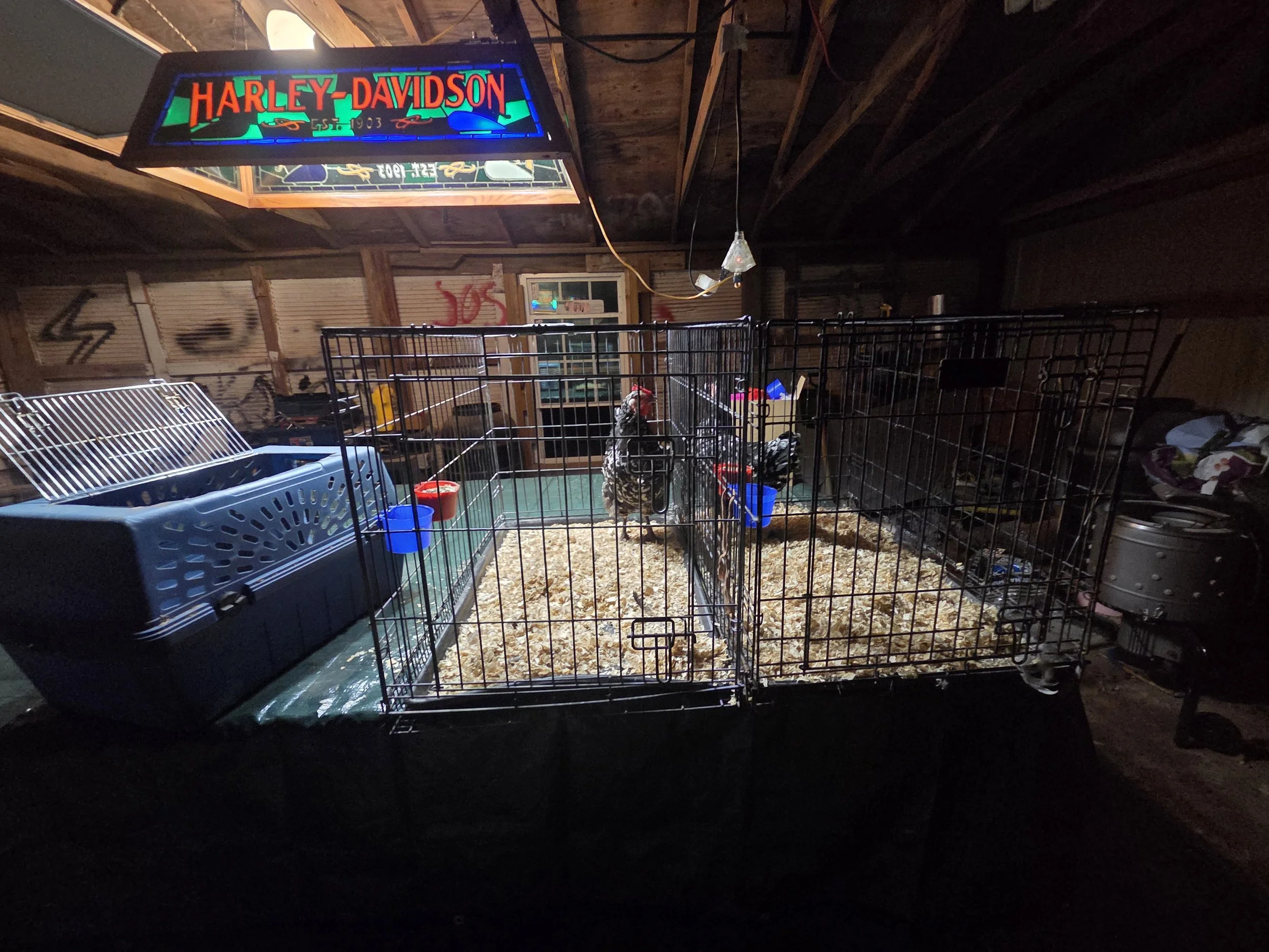 Getting the Java hens into cages