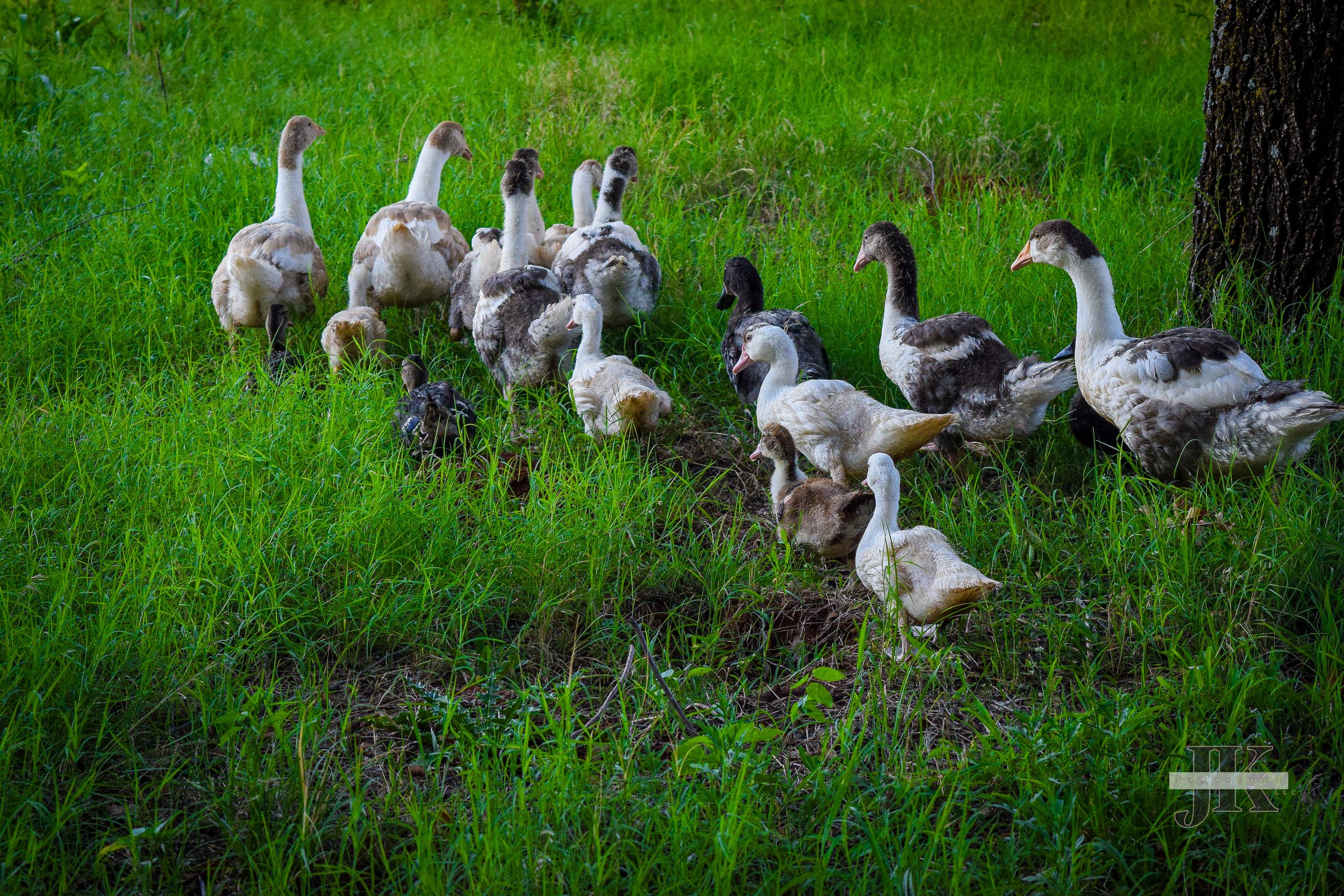 Pomeranian goslings & Muscovy ducklings