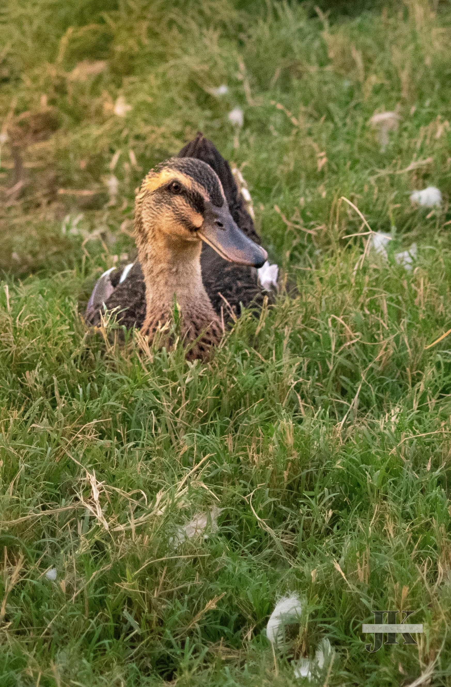 DSC_0291.jpg