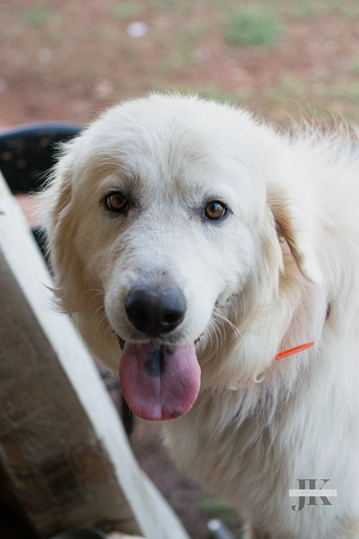 Milo - Great Pyrenees 