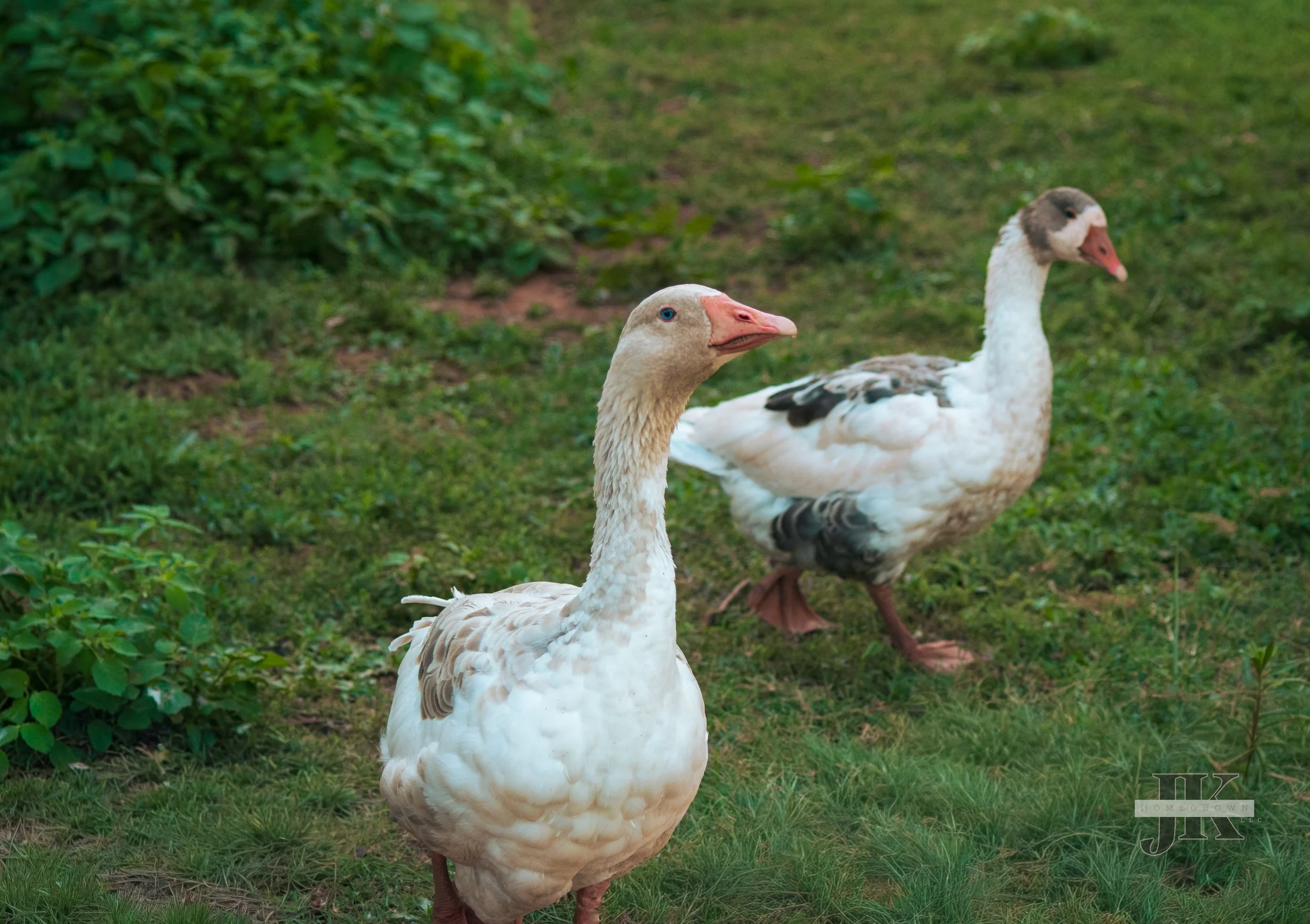 Blossom - Pomeranian Goose