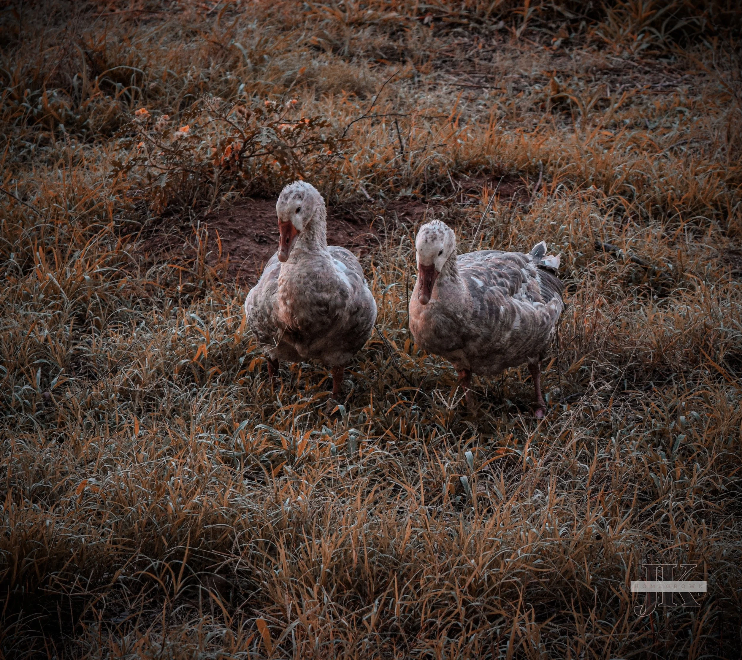 Temperance & Prudence - Cotton Patch Geese