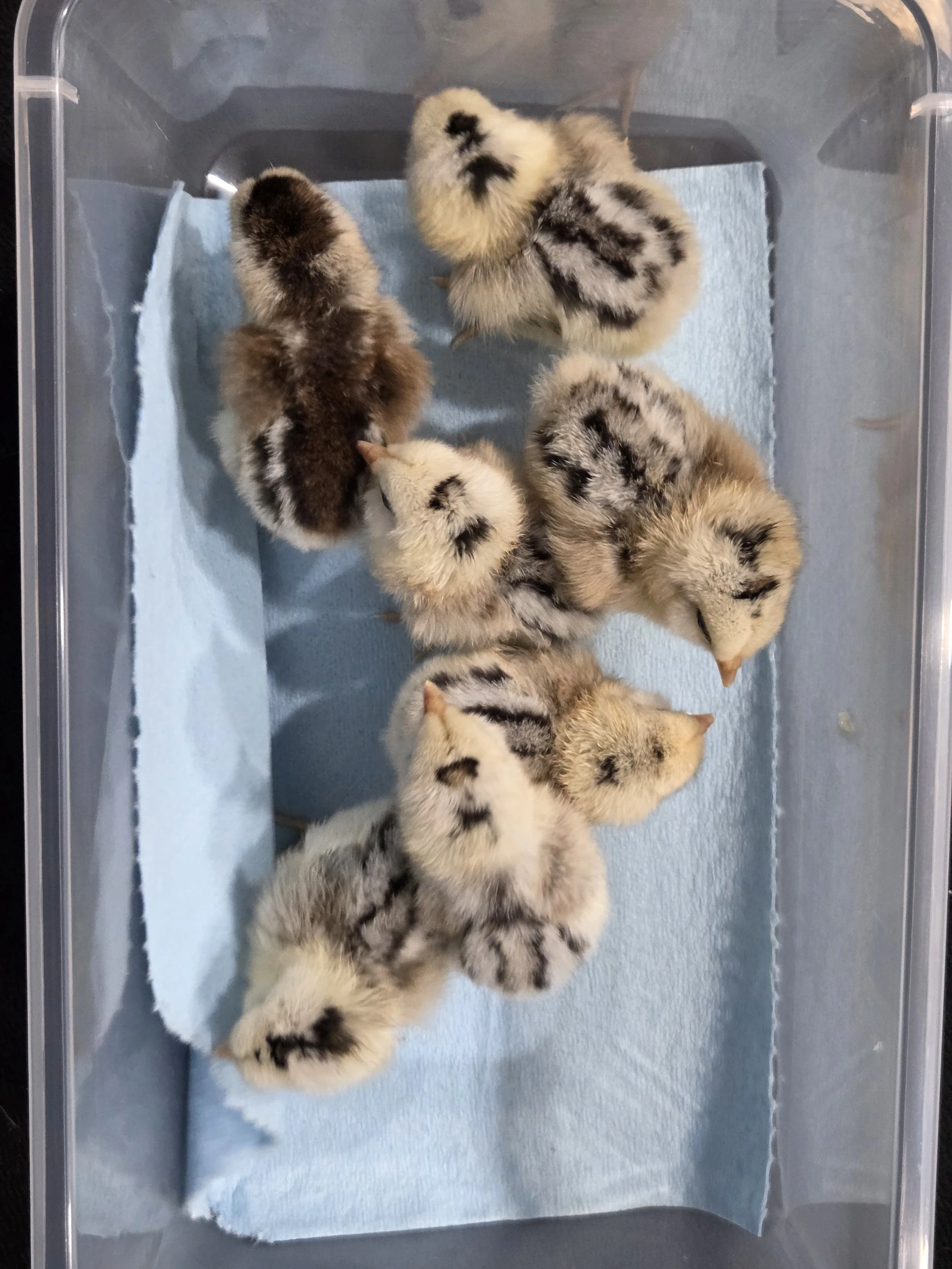 Mojo Hatchlings