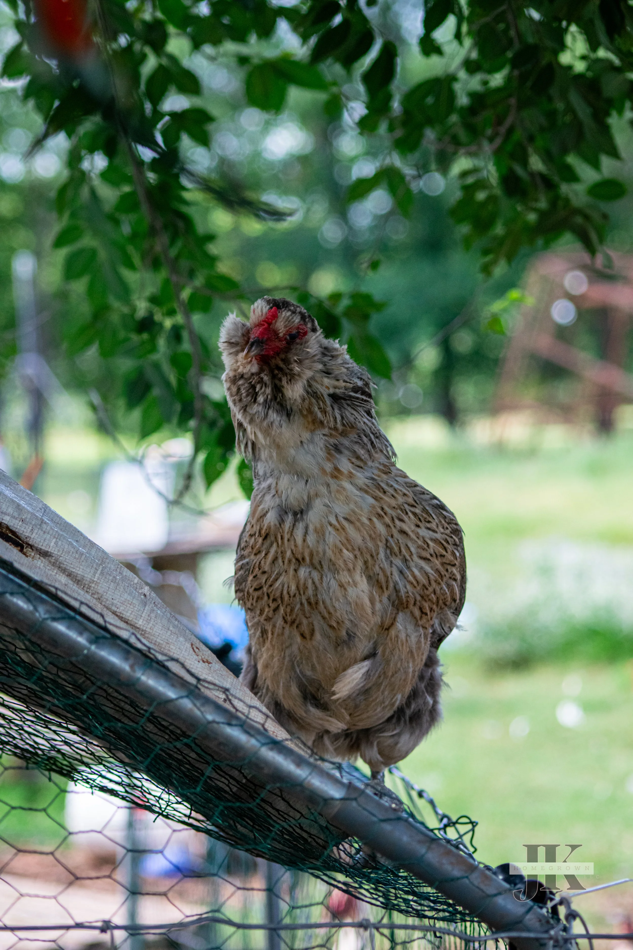 Silver Ameraucana hen