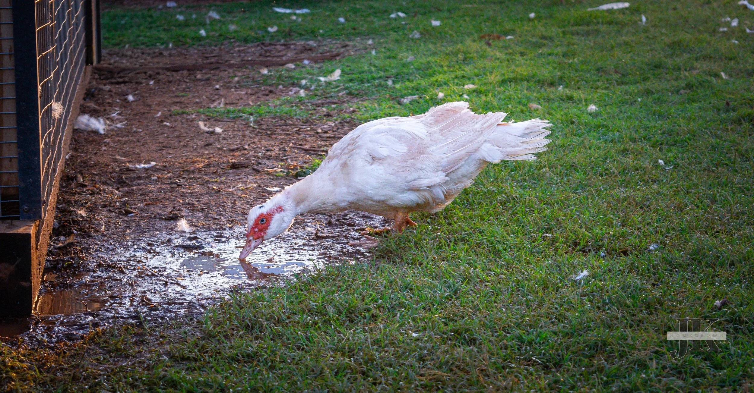 DSC_0099.jpg