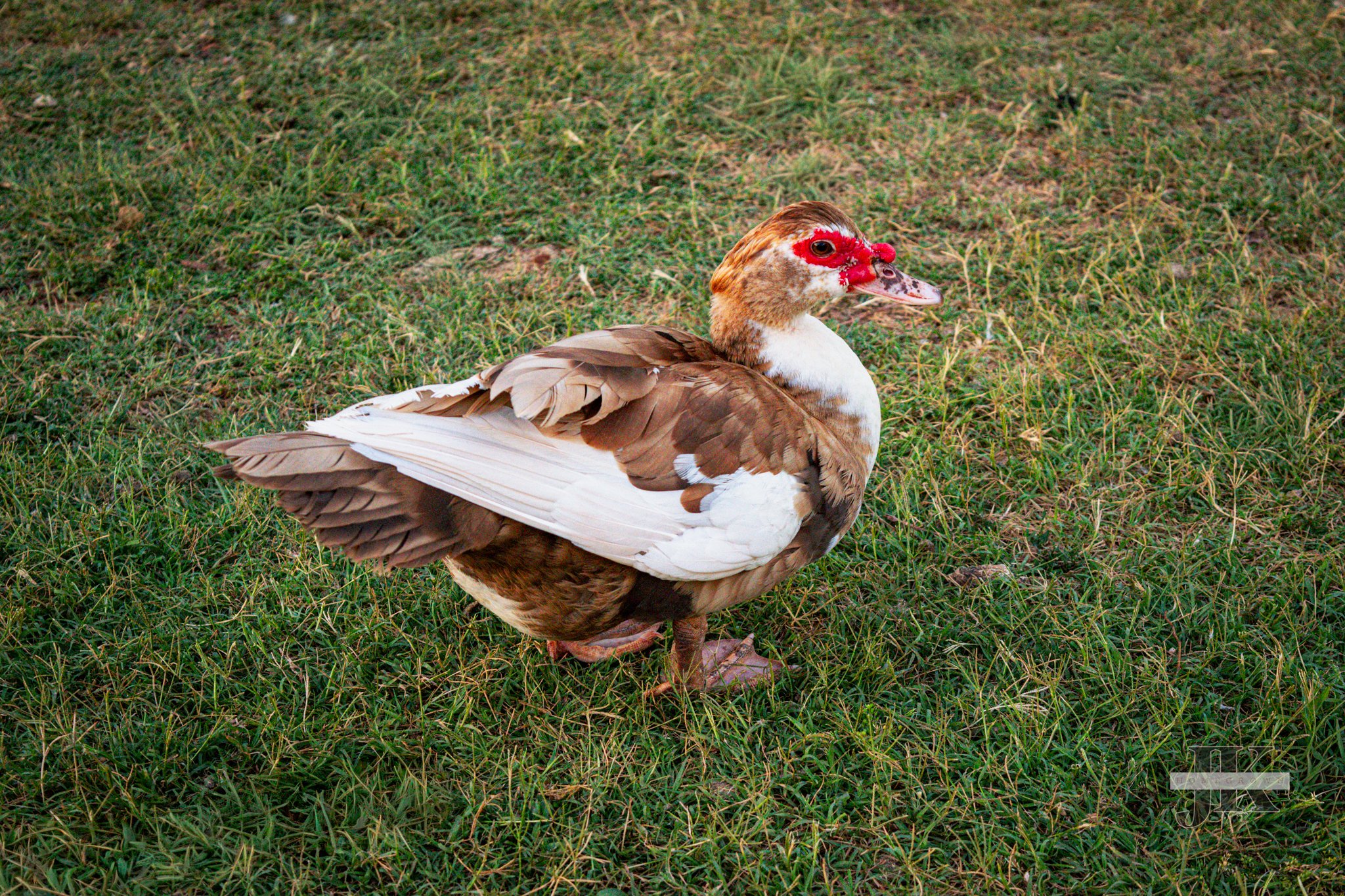 Brookie - Muscovy duck