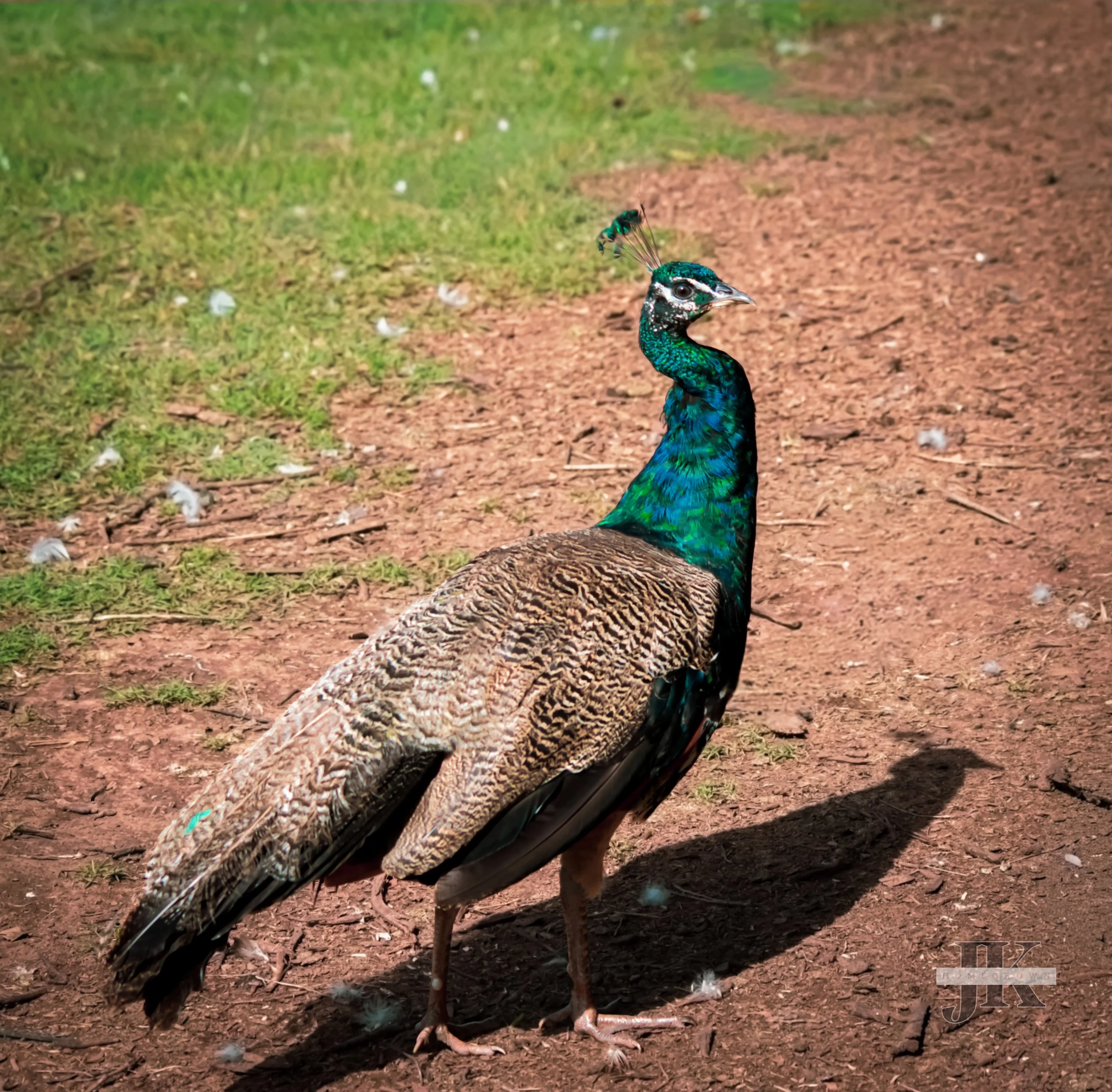 DSC_0177.jpg