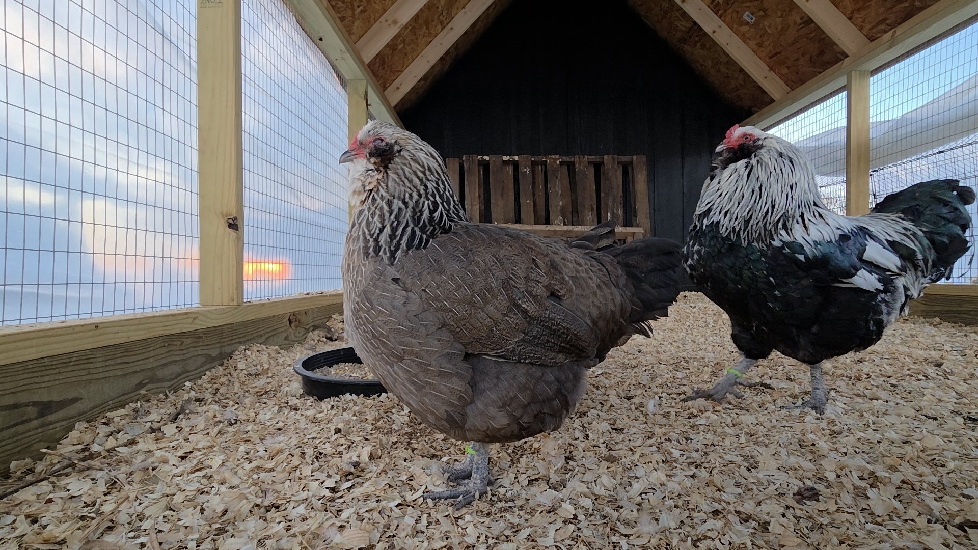 Silver Hen 2025