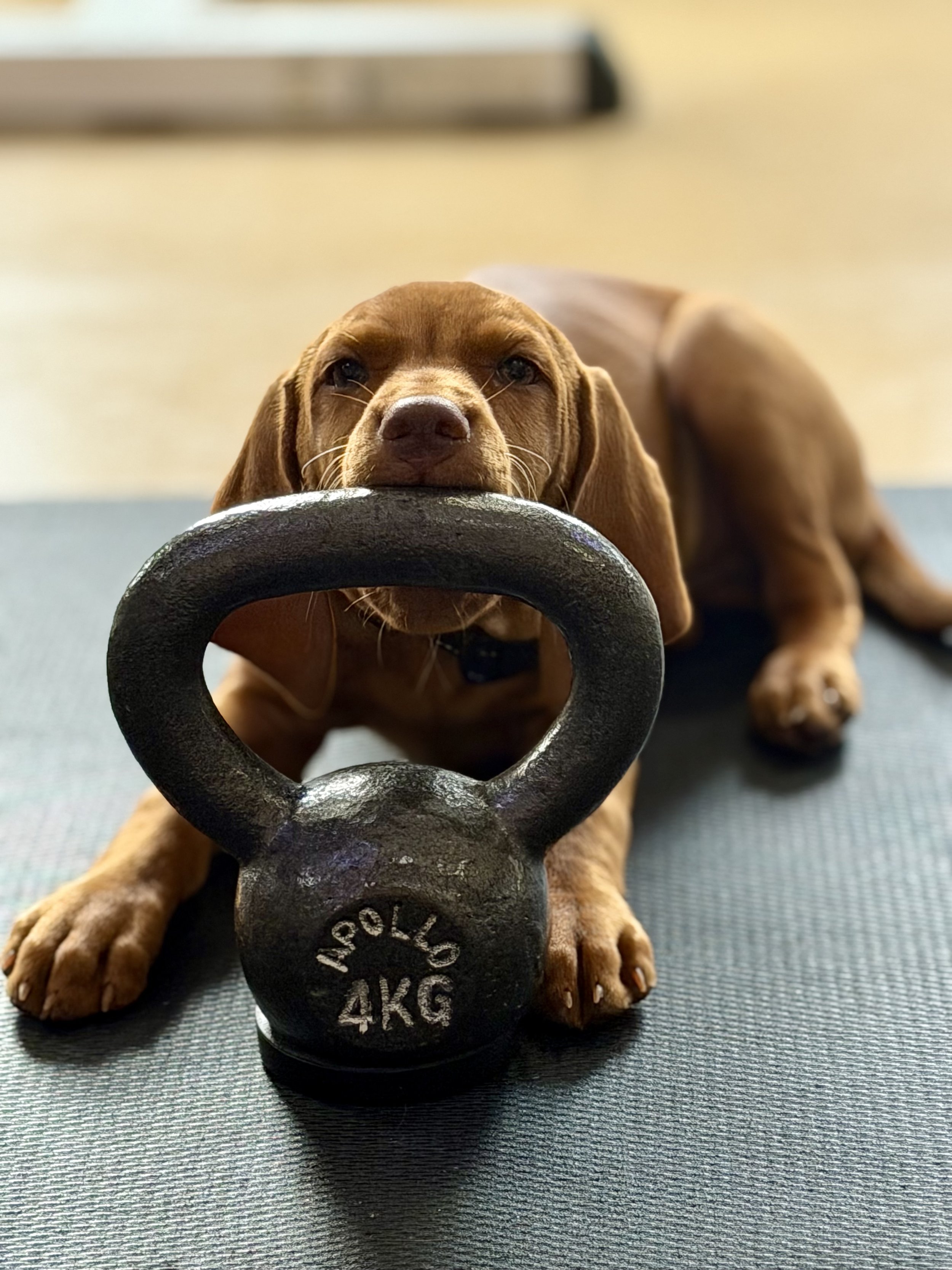 A brown puppy lying on a blue exercise mat with its chin resting on a black 4-kilogram kettlebell.