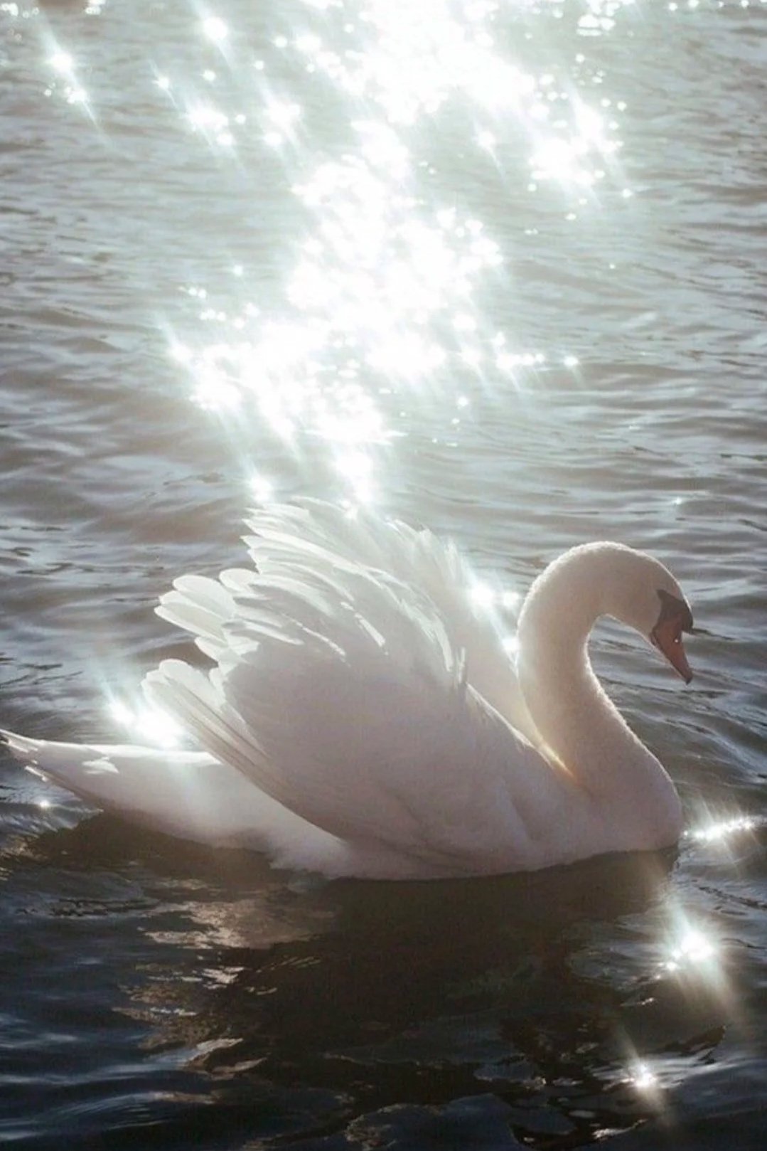 elegant solitude ♥

