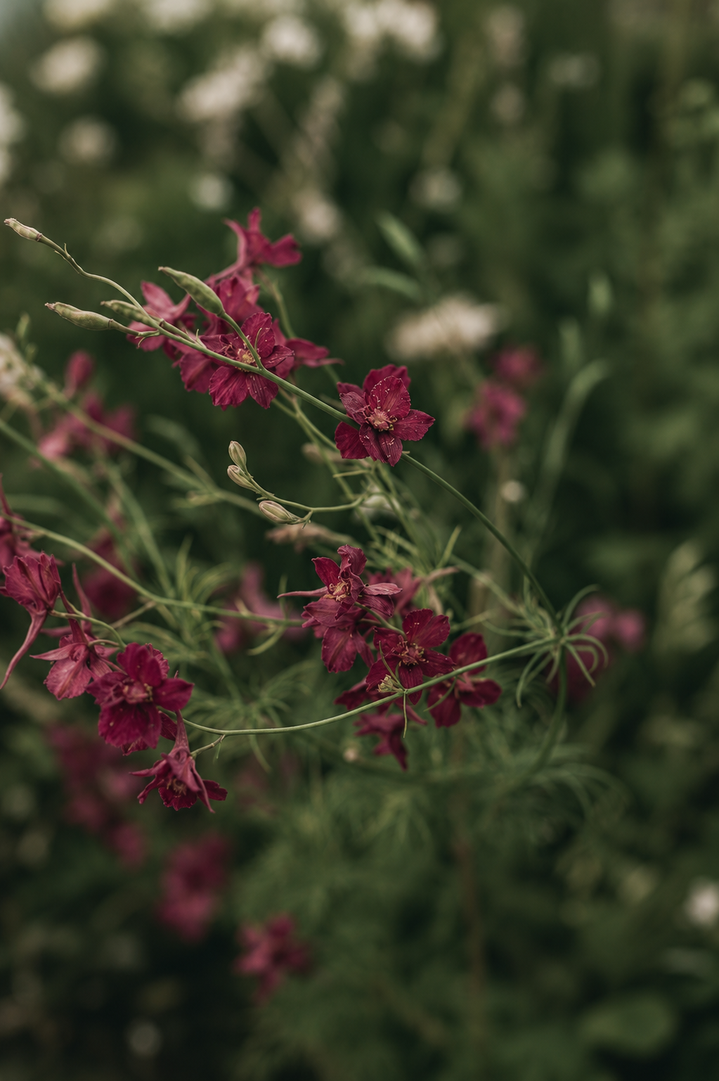 Amanda Cardinale Landscape Design