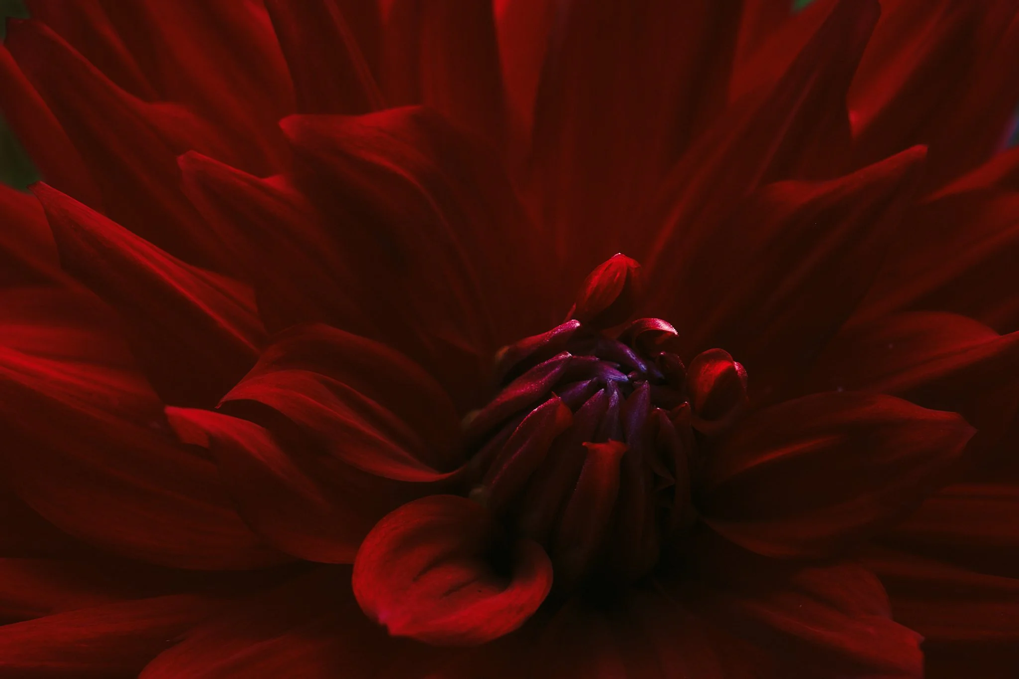 20260823-Flowers-0024.jpg