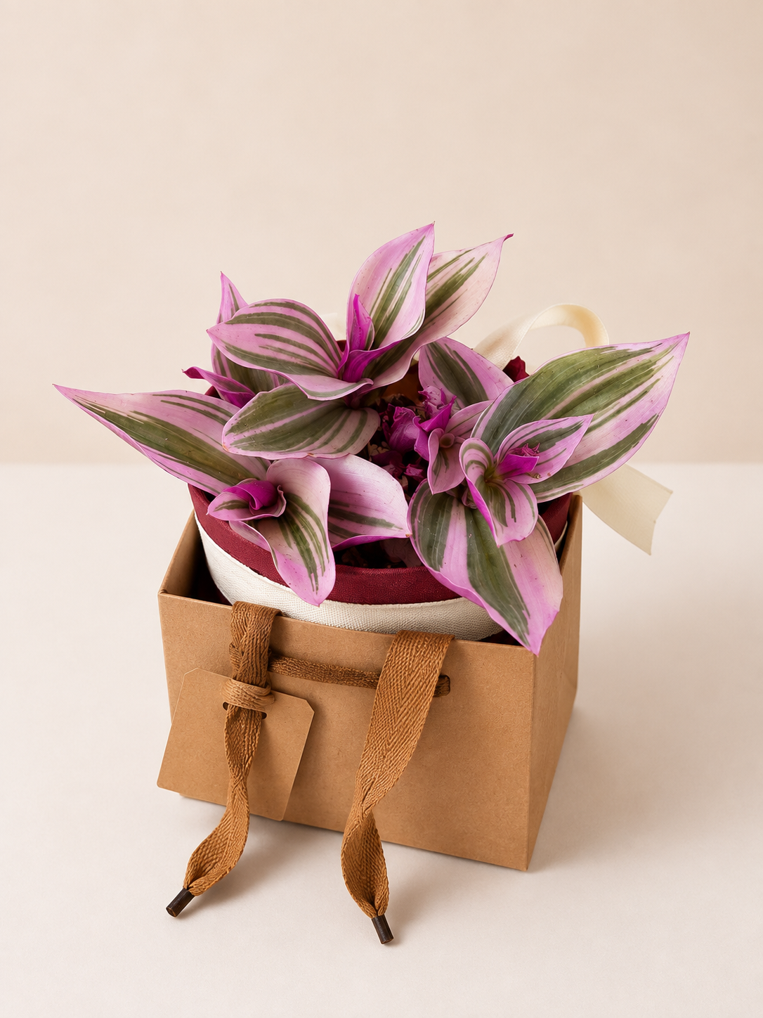 Pink Tradescantia