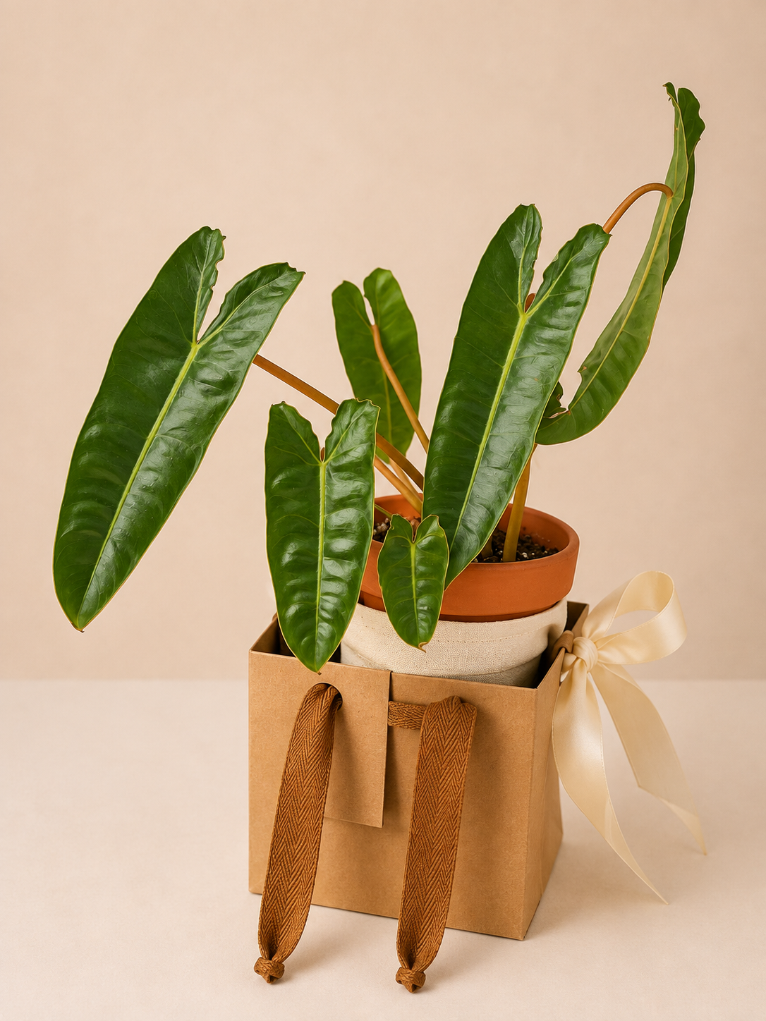 Philodendron Billietiae