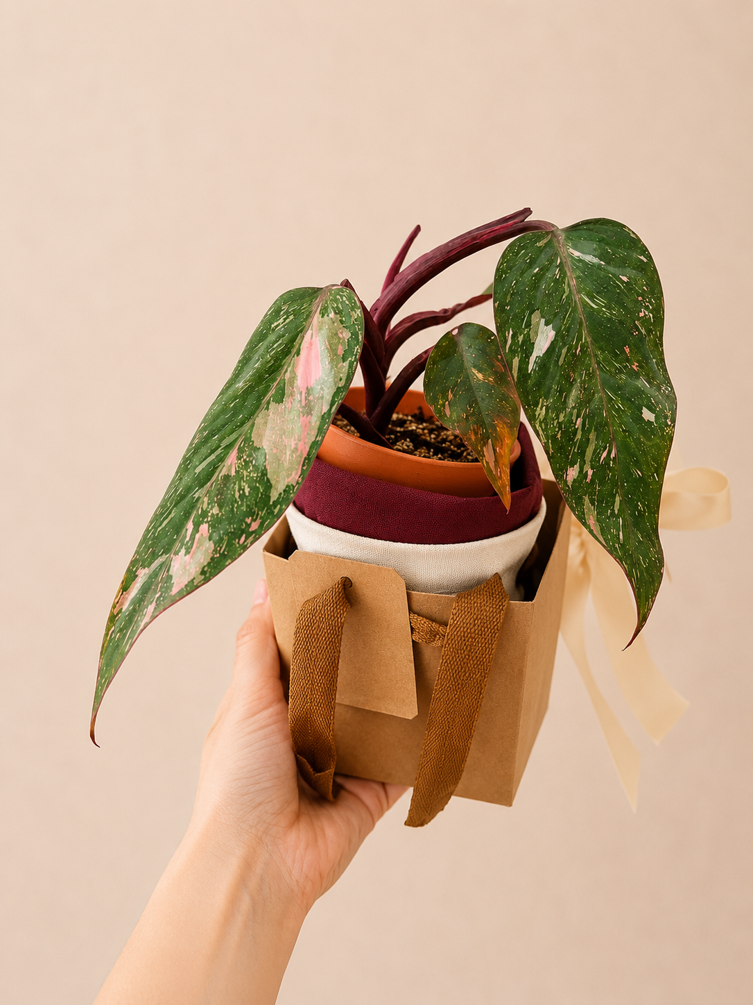 Pink Princess Philodendron