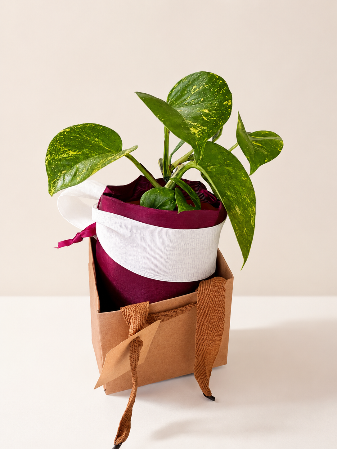 Golden Pothos Variegated