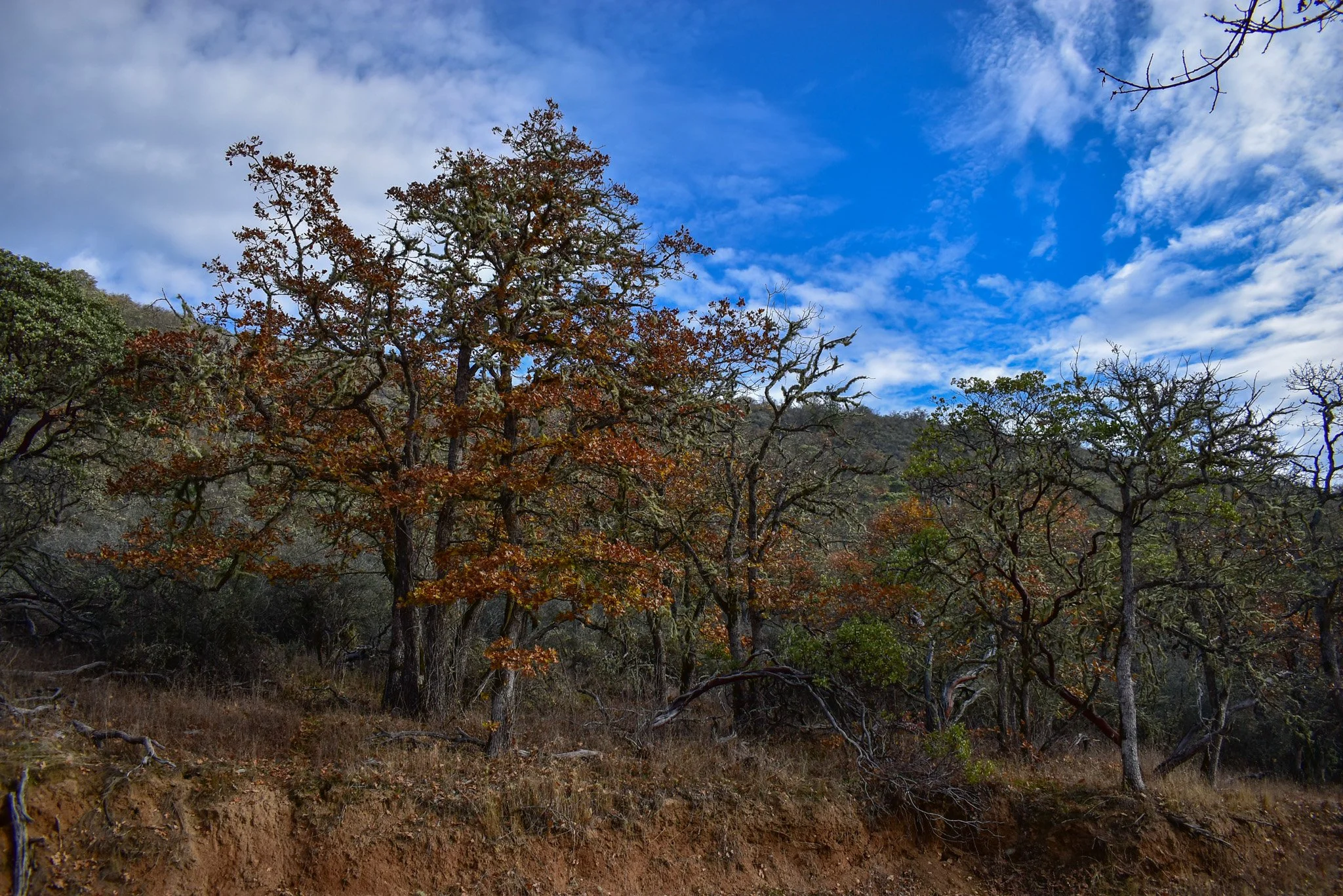 DSC_0005.jpg