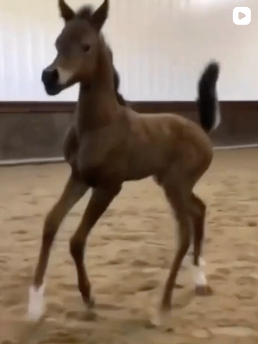 Horse edit