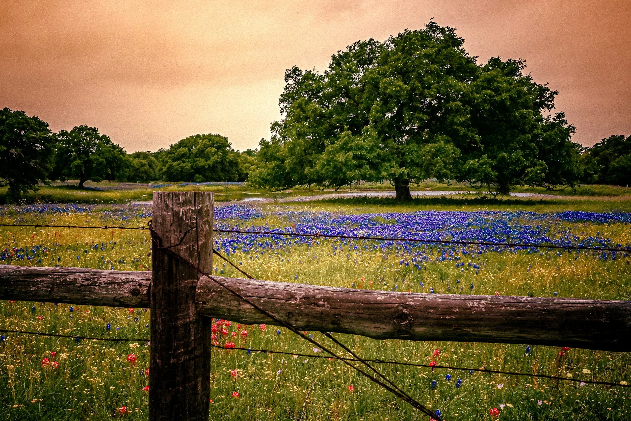 A rural landscape featuring a large green tree, a wooden fence in the foreground, and a field of colorful wildflowers under a pinkish sky.