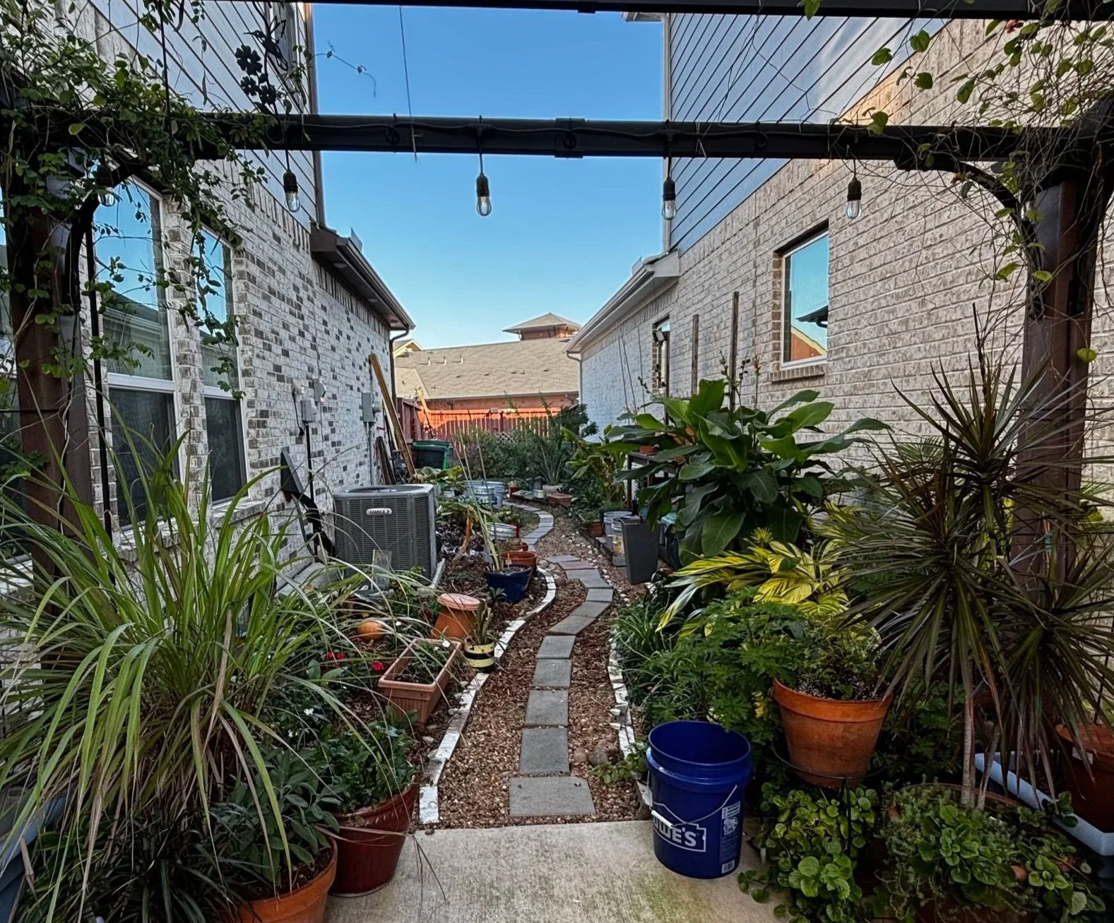 A backyard garden with a narrow stone pathway bordered by potted plants and various greenery, between two brick houses with a string of outdoor lights hanging overhead.