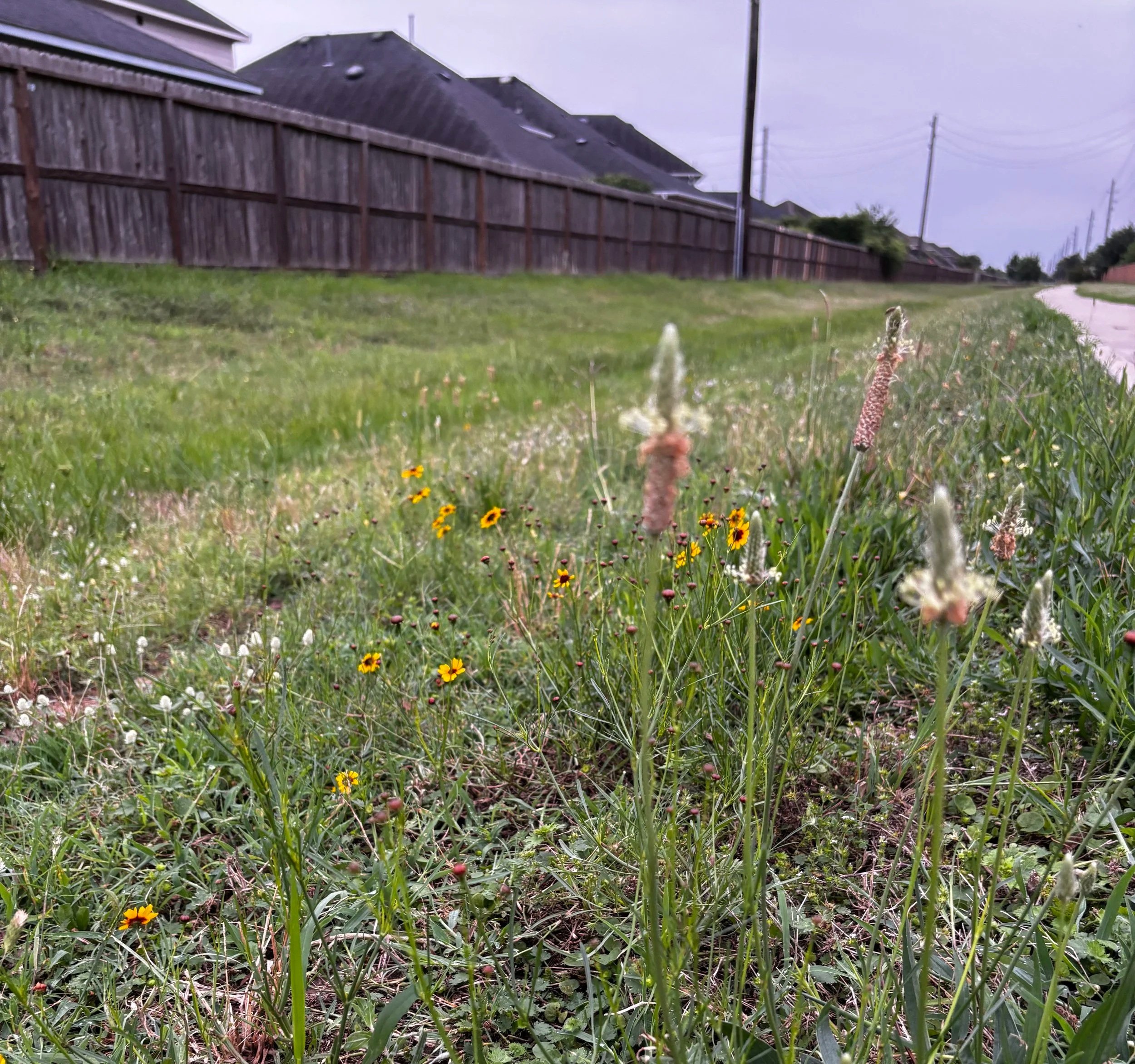 A grassy backyard with small yellow flowers, a weathered wooden fence, houses with dark roofs in the background, and several utility poles and power lines along the street on an overcast day.
