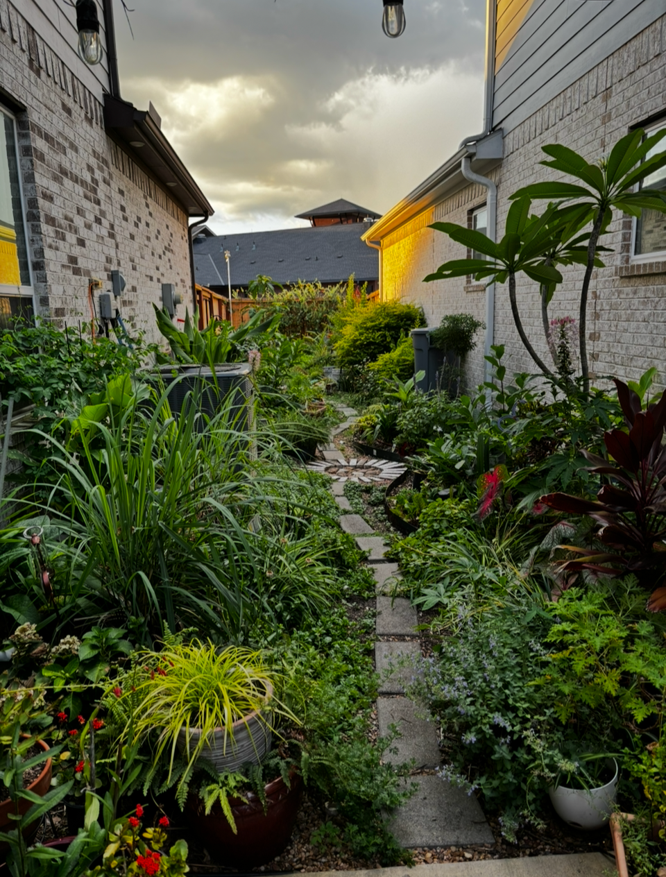 A narrow garden pathway with stepping stones, lush green plants, and flowers on either side, situated between two brick houses under an overcast sky.