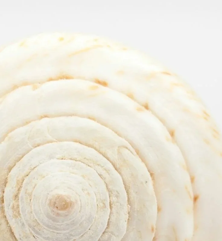 Close-up of a white cinnamon roll with swirled icing.