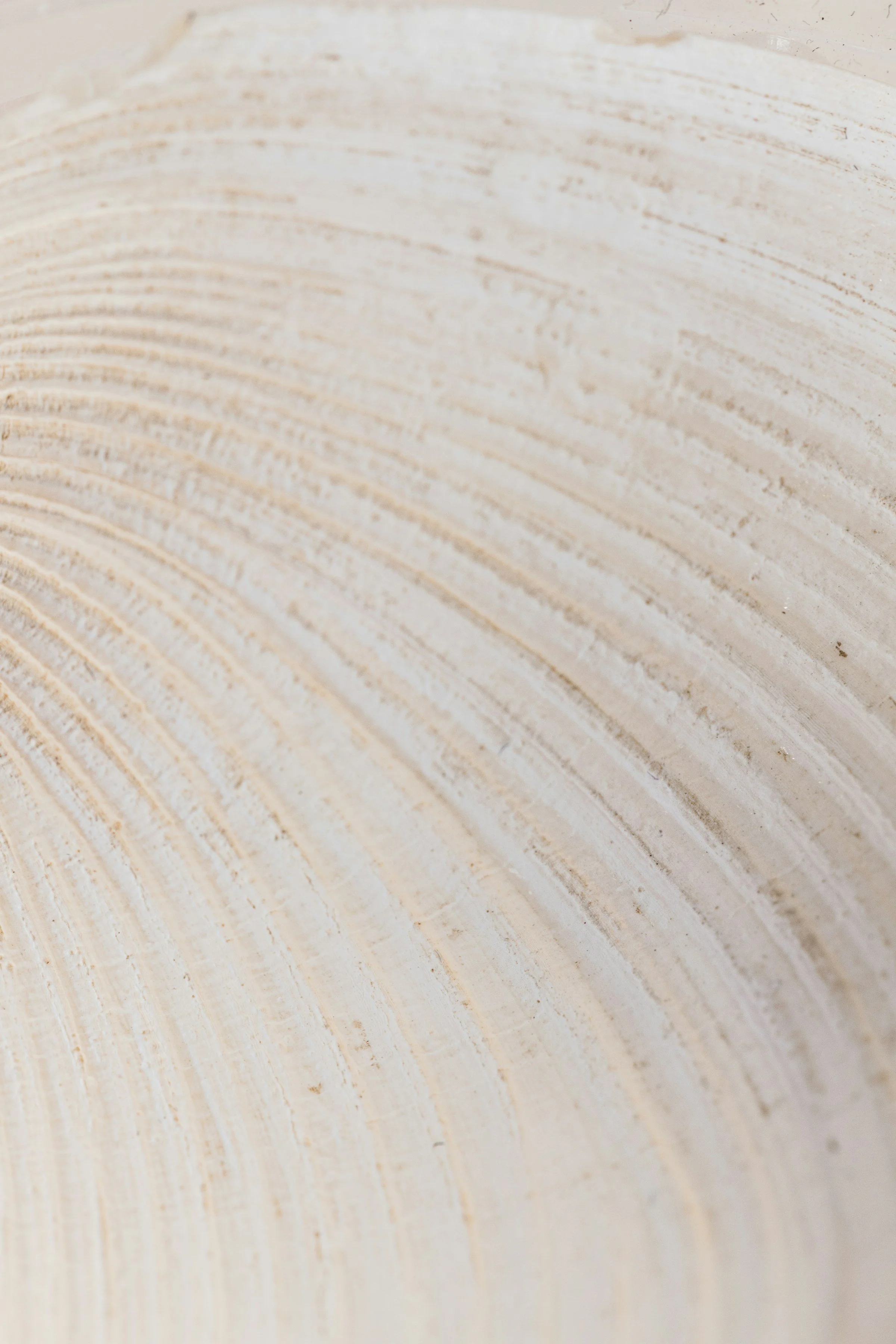 Close-up of a light-colored, textured wooden surface with visible grain and circular rings.