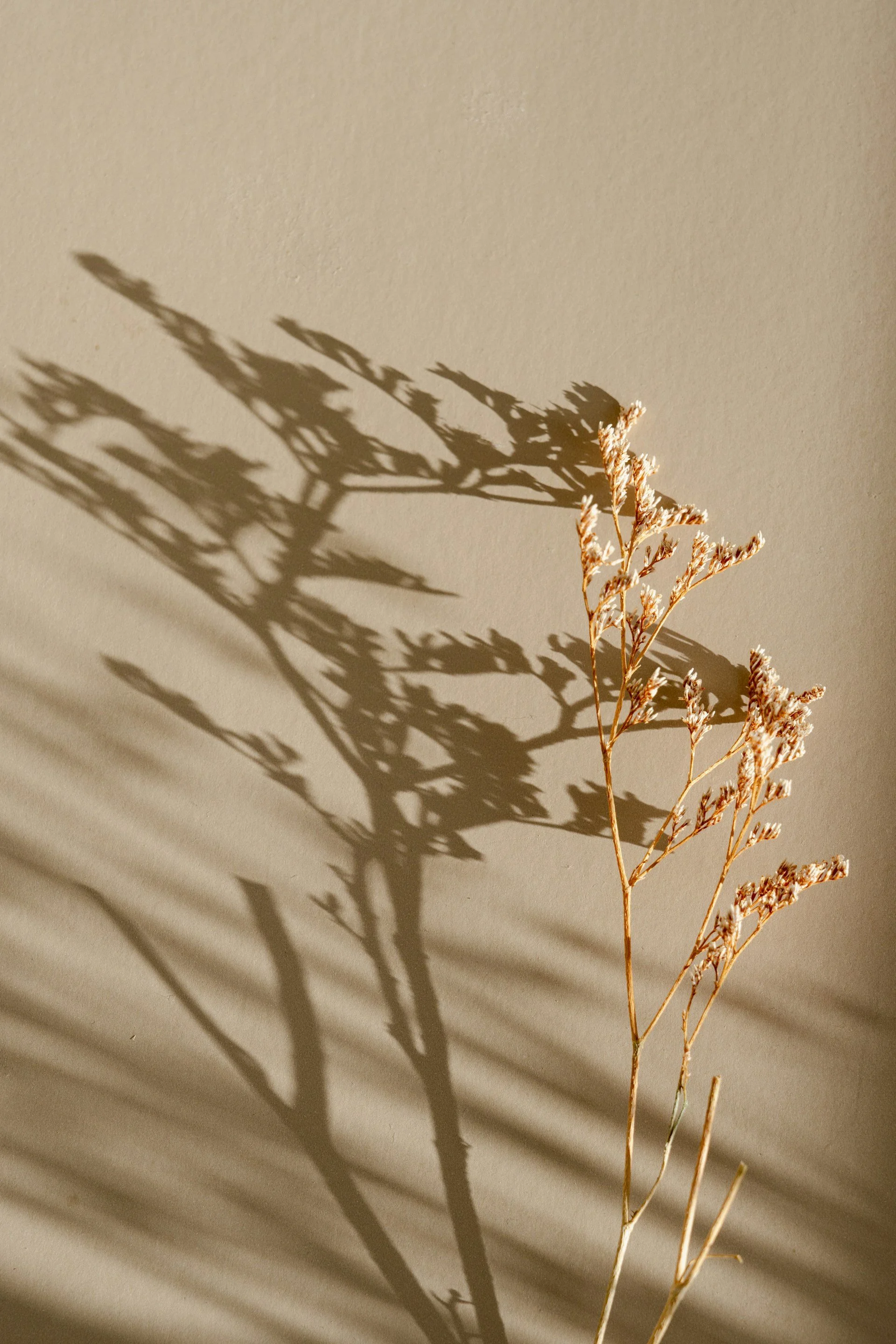 A dried plant with delicate branches is positioned in front of a beige wall. Shadows of the plant are cast on the wall, creating an artistic silhouette.