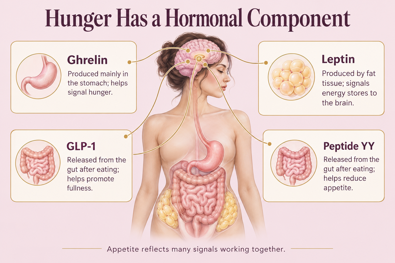 Infographic showing how ghrelin signals hunger, leptin communicates energy stores, and gut hormones GLP-1 and peptide YY help promote fullness and reduce appetite through signals to the brain.