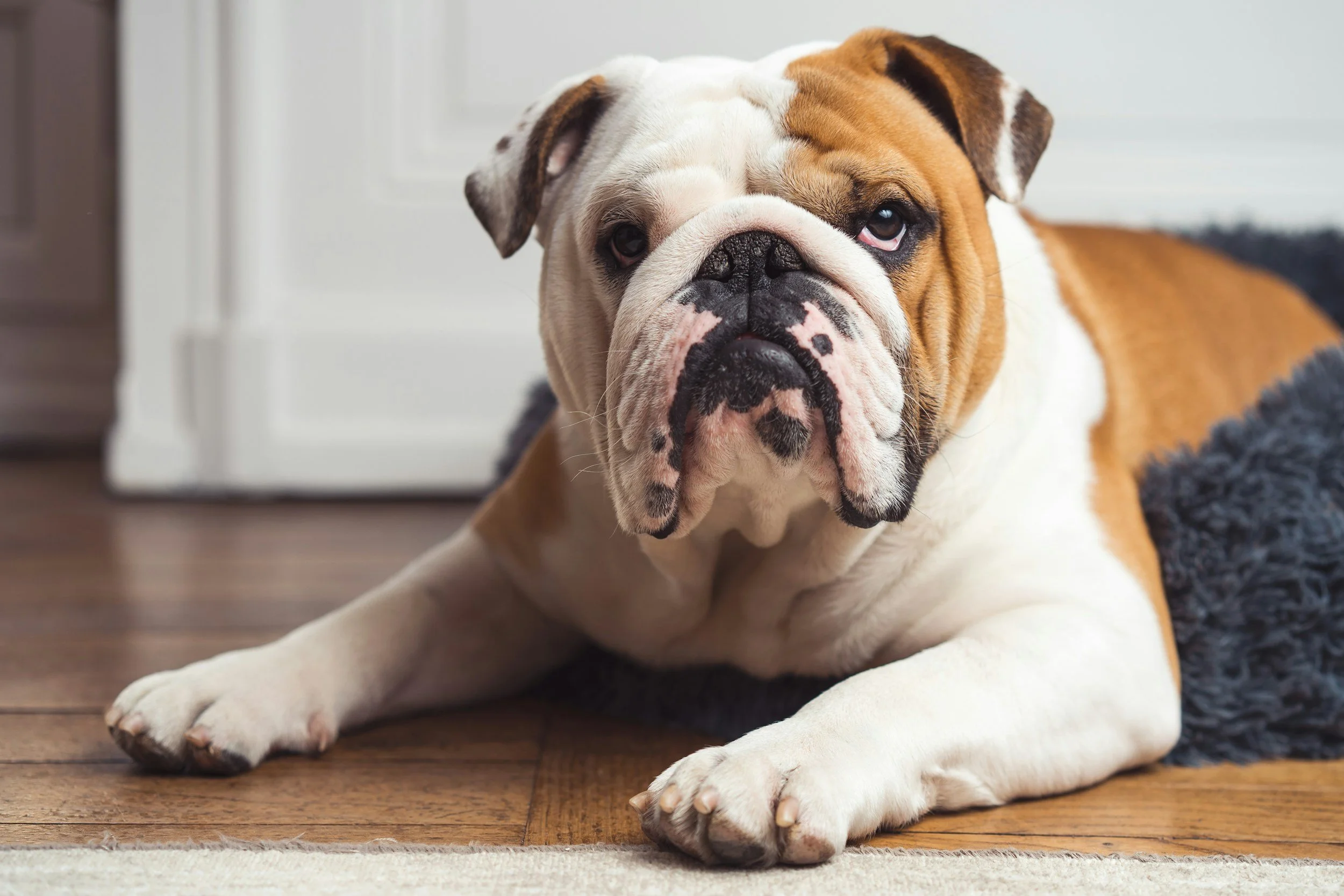 A close-up of a bulldog lying on a hardwood floor with a white and brown coat, looking directly at the camera.