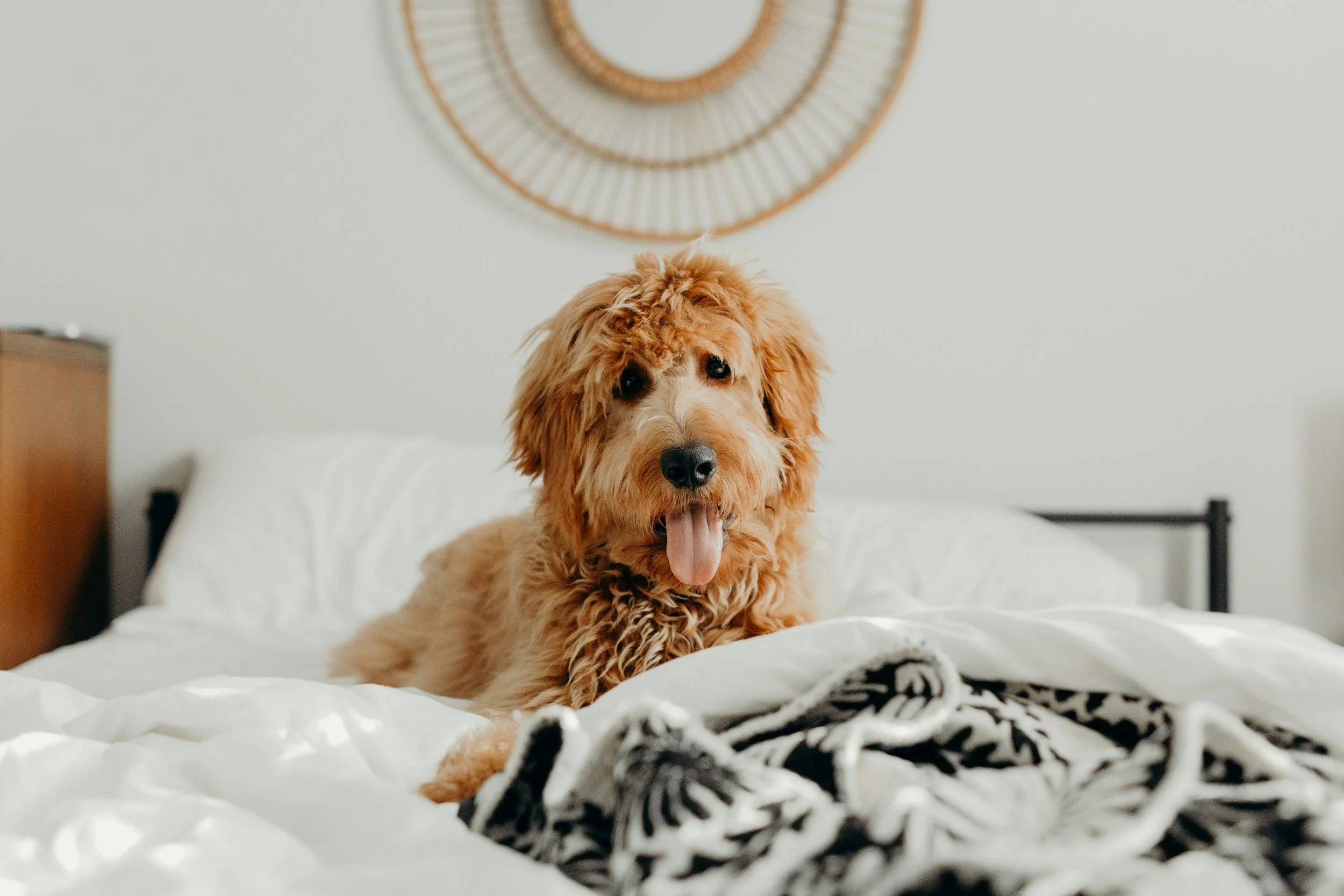 In-home dog boarding