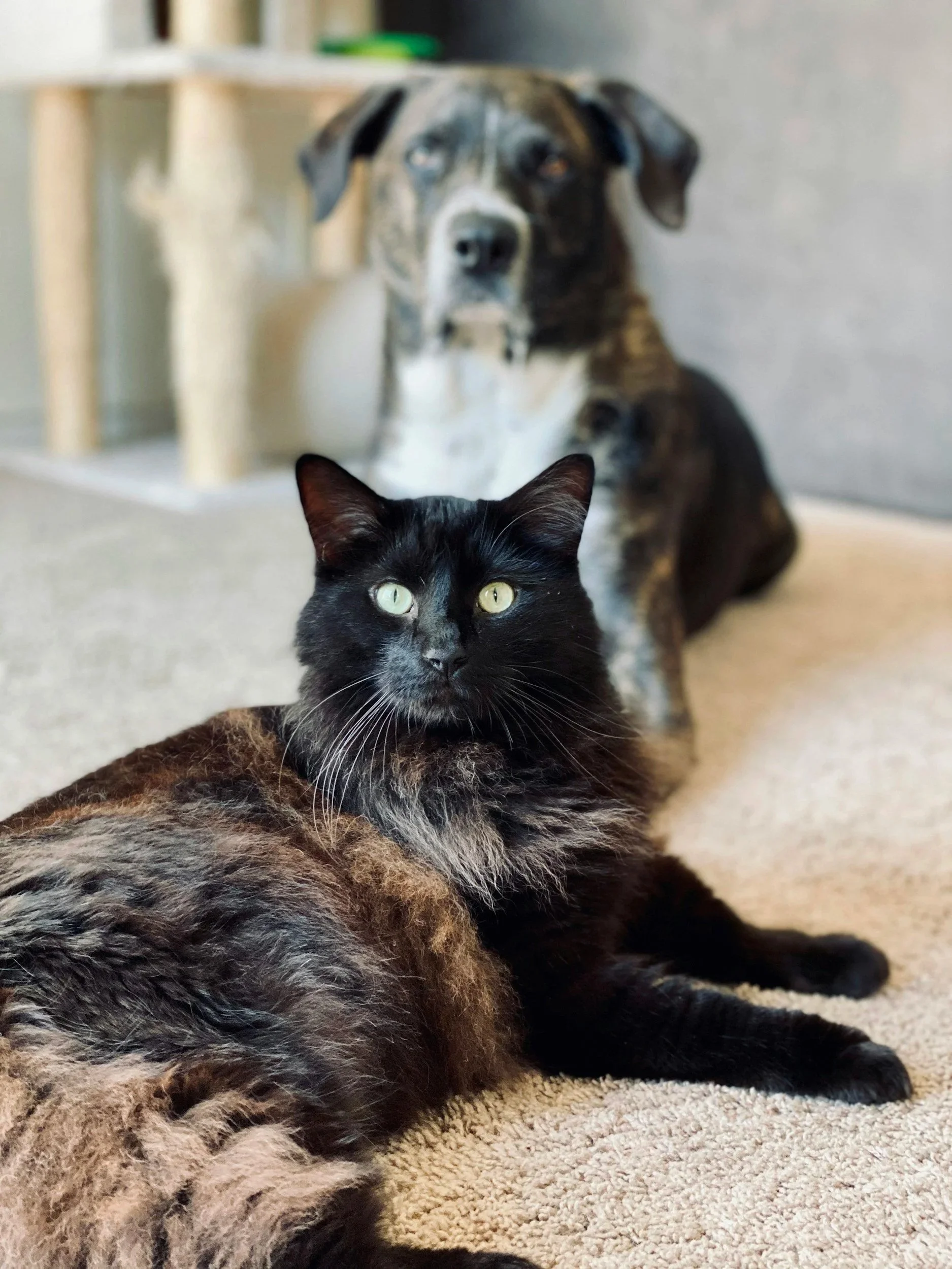 A black cat with green eyes lying on a beige carpet in front of a large dog with a black, white, and brindle coat, in a room with a neutral-colored wall and some furniture.